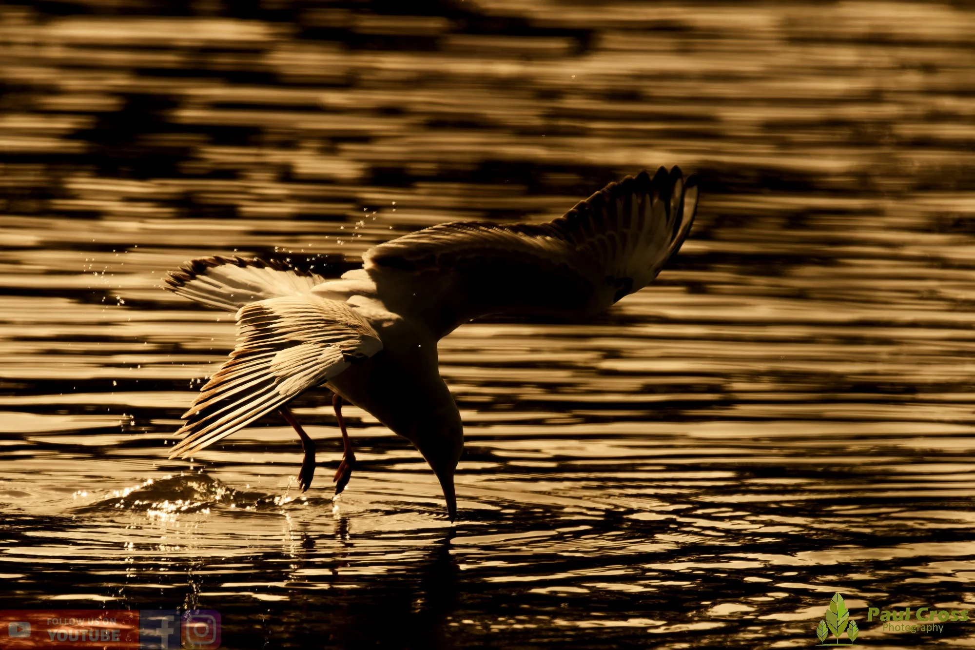 Black-Headed Gull-00618.jpg