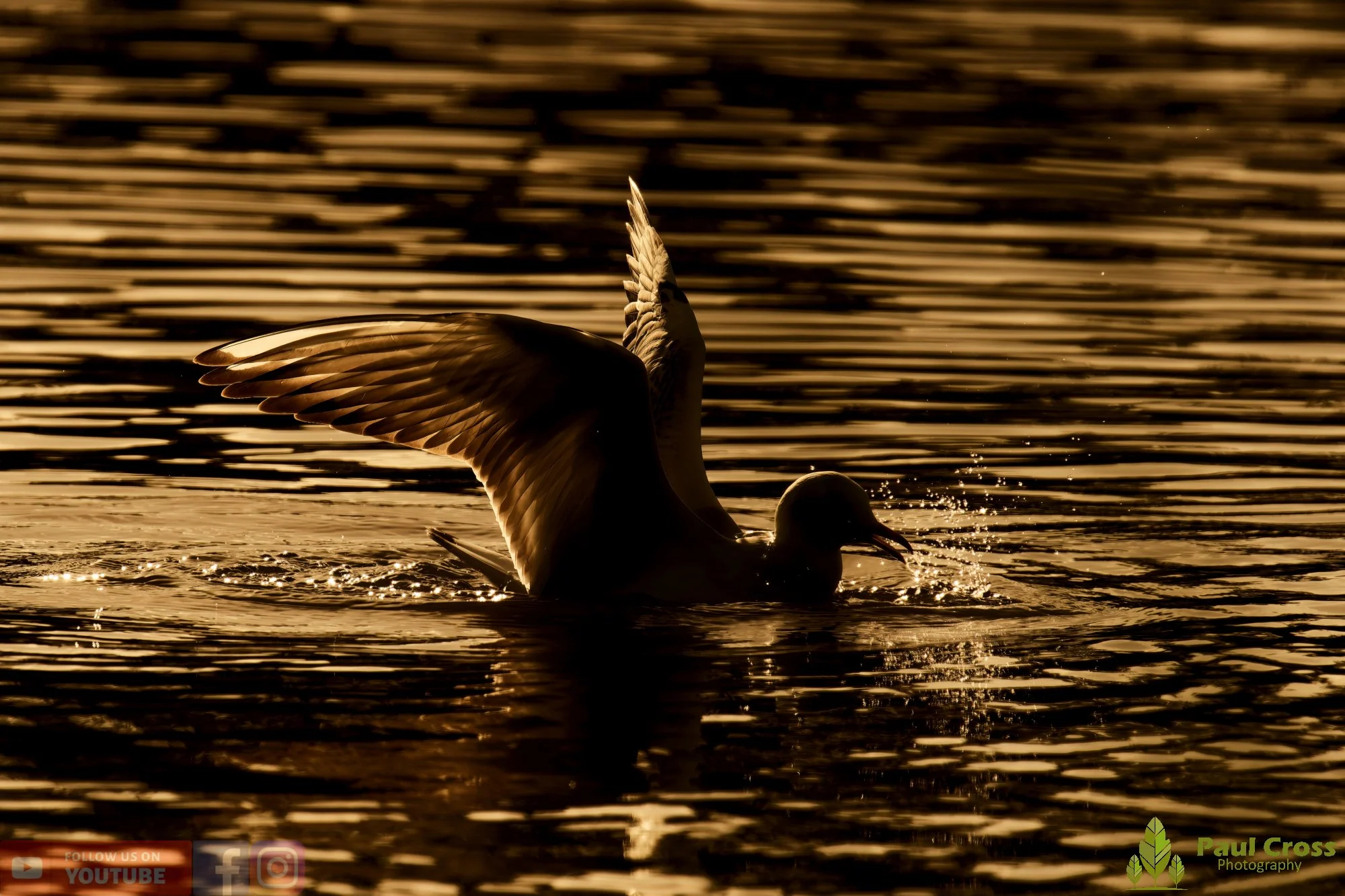 Black-Headed Gull-00619.jpg