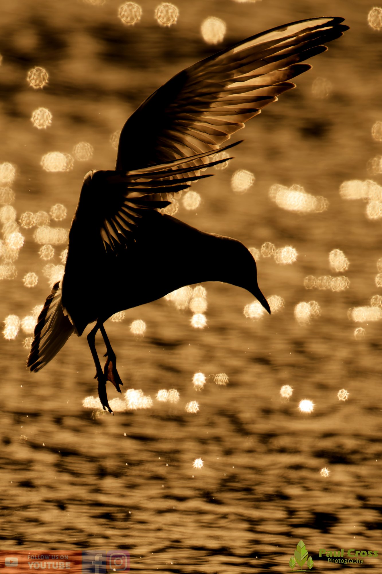 Black-Headed Gull-00620.jpg