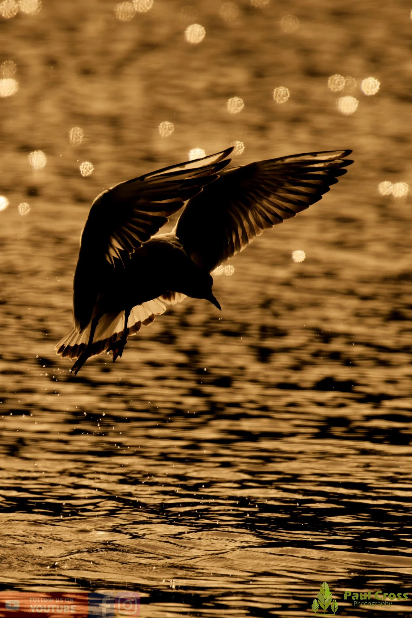 Black-Headed Gull-00625.jpg