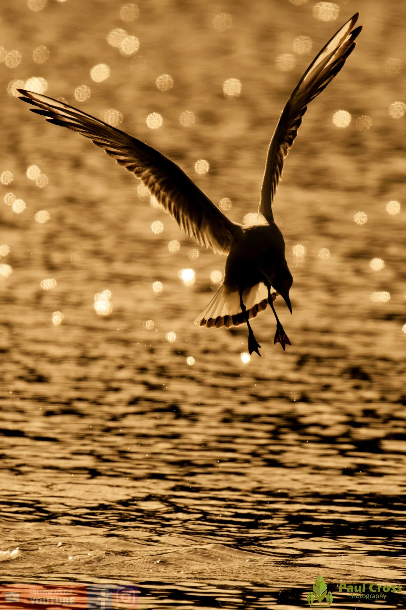 Black-Headed Gull-00627.jpg