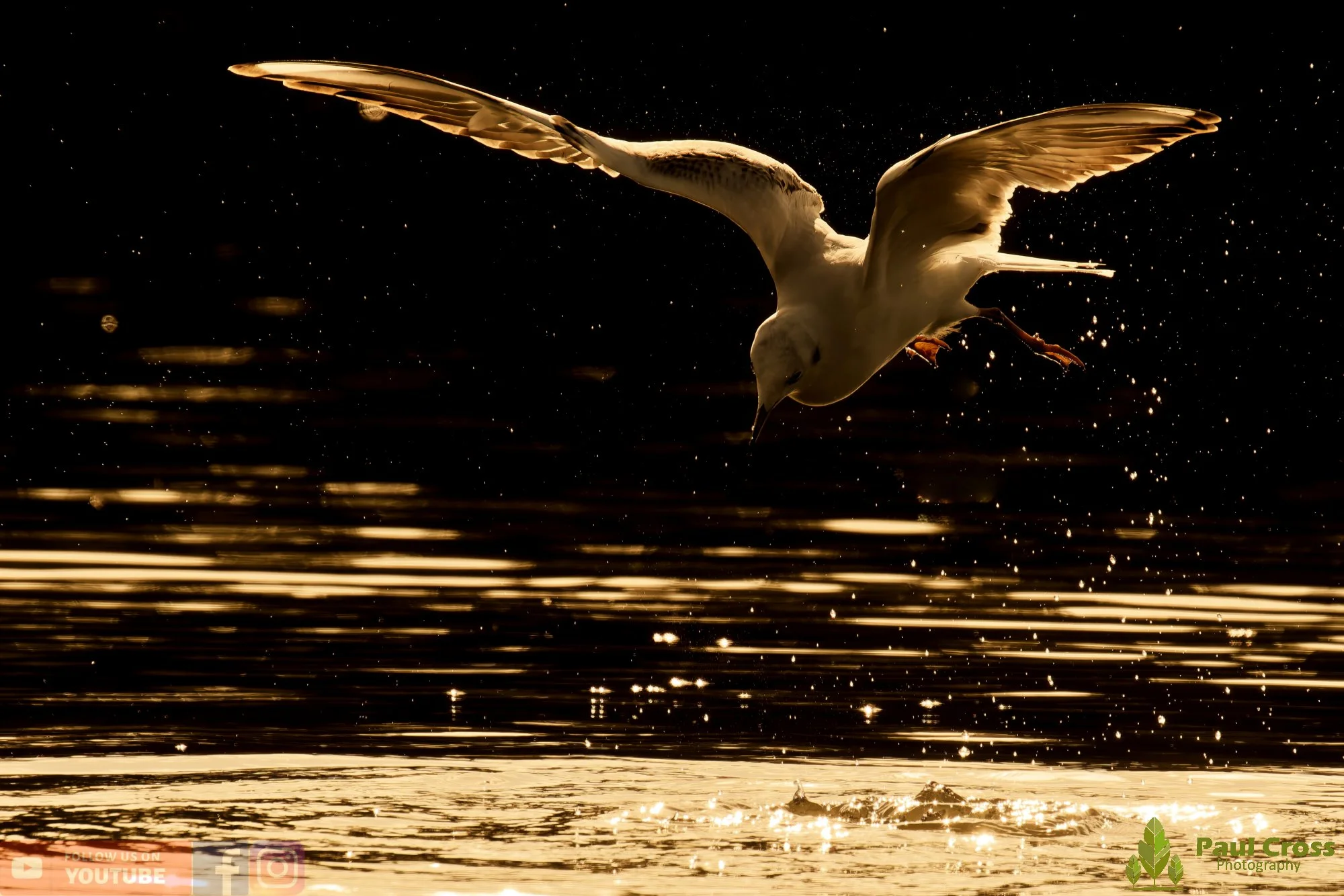 Black-Headed Gull-00630.jpg