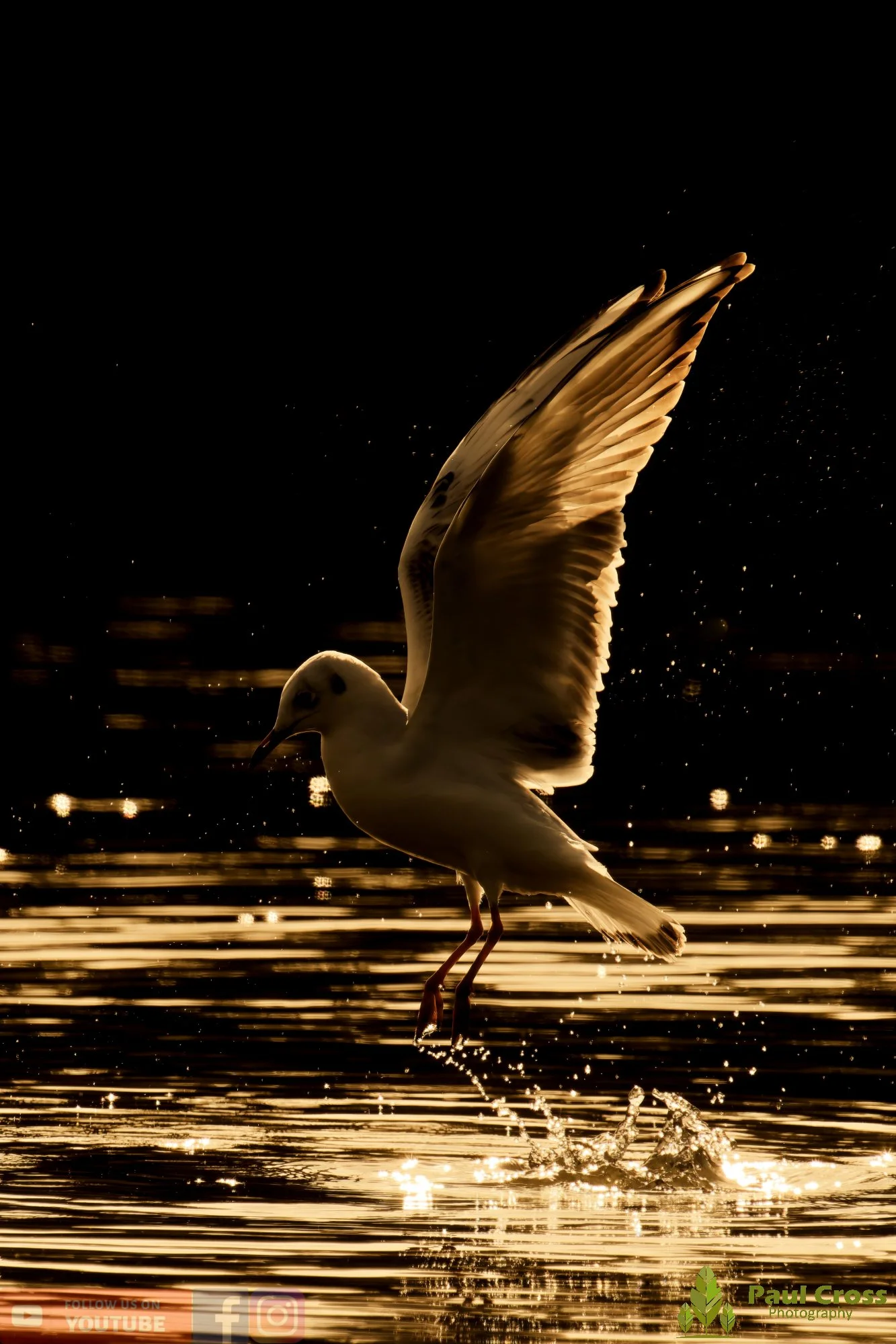 Black-Headed Gull-00633.jpg