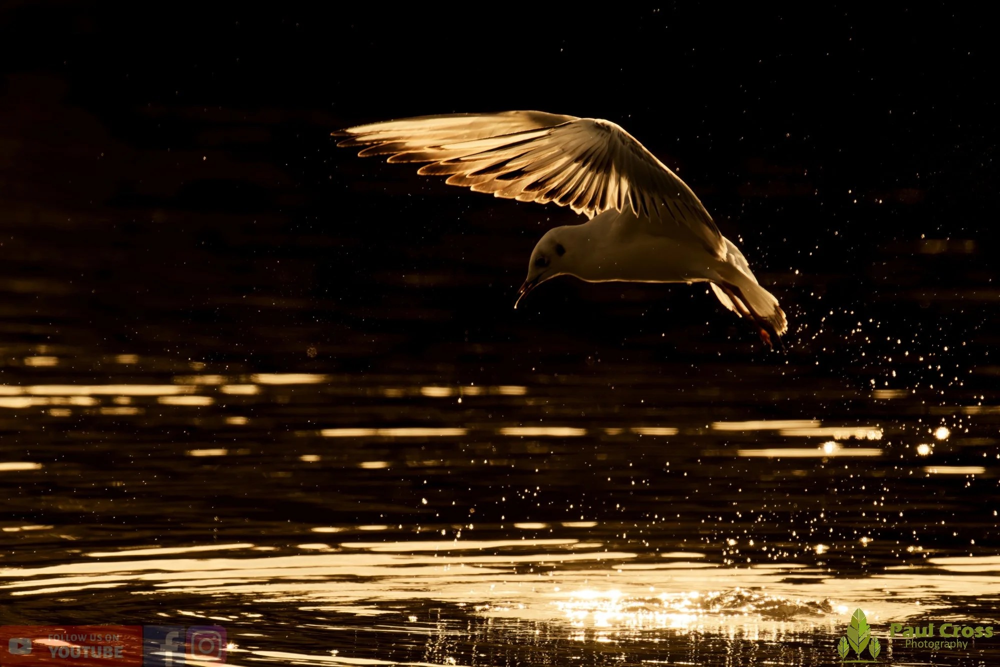 Black-Headed Gull-00635.jpg
