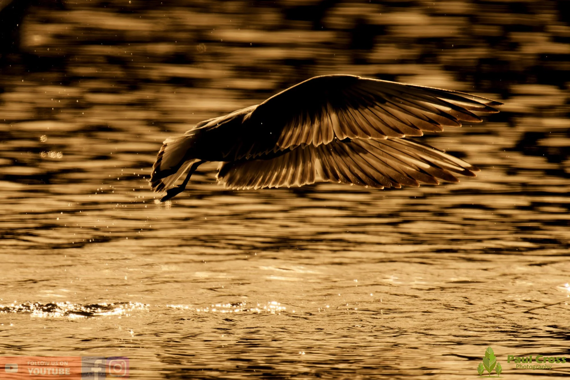 Black-Headed Gull-00639.jpg