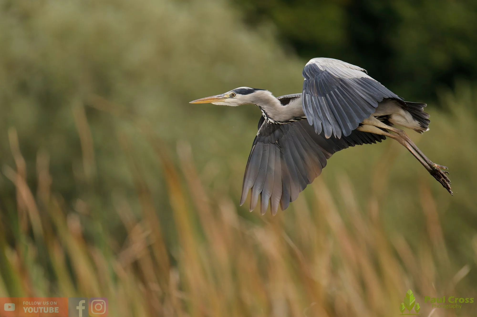 Grey Heron-00637.jpg