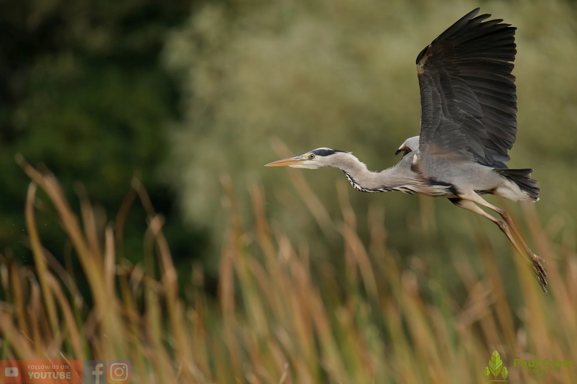 Grey Heron-00638.jpg