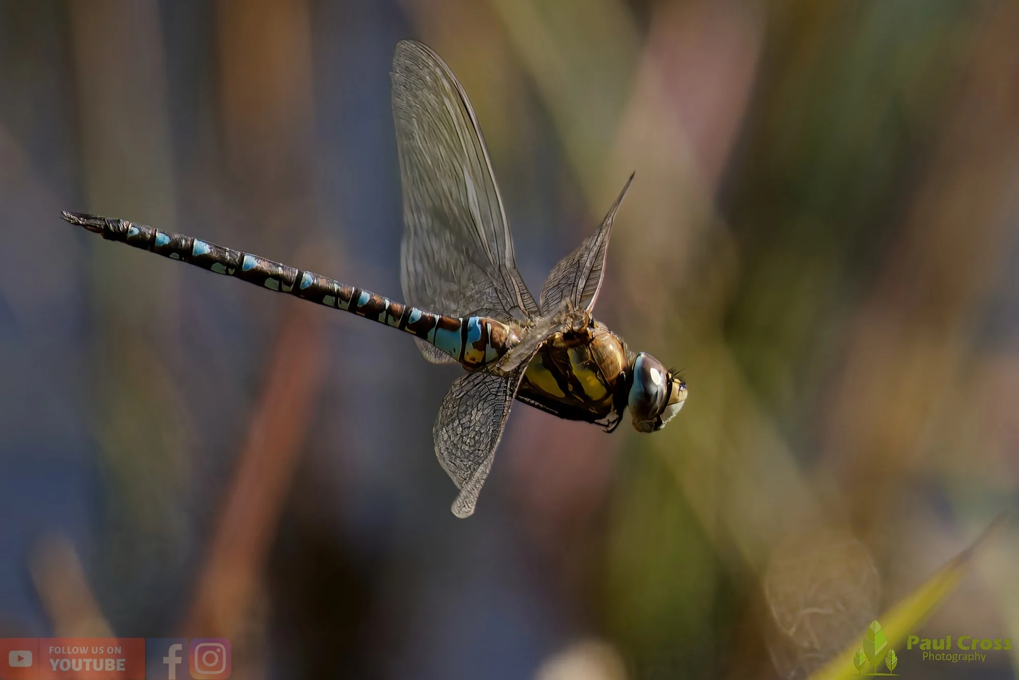 Migrant Hawker-00053.jpg