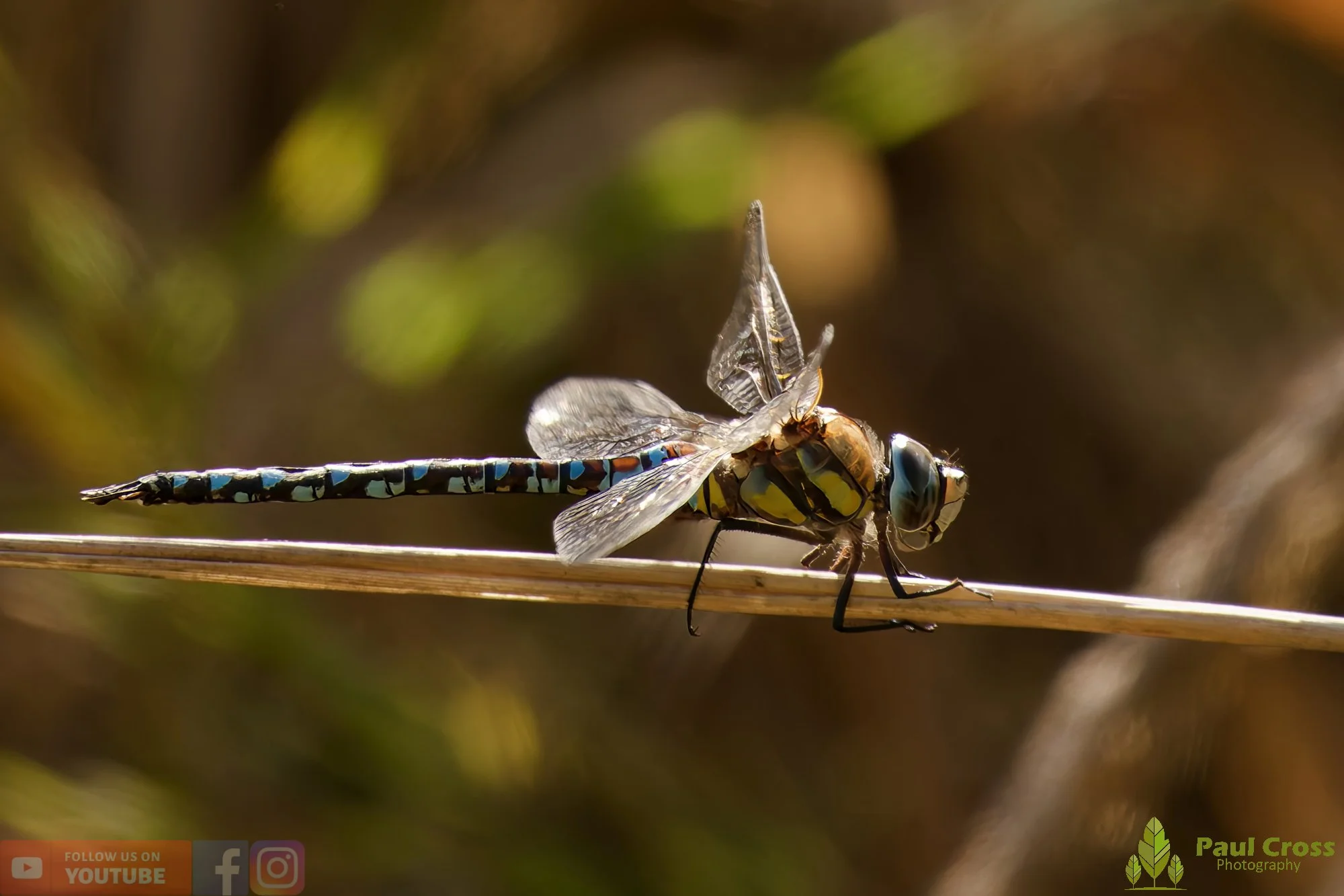 Migrant Hawker-00054.jpg