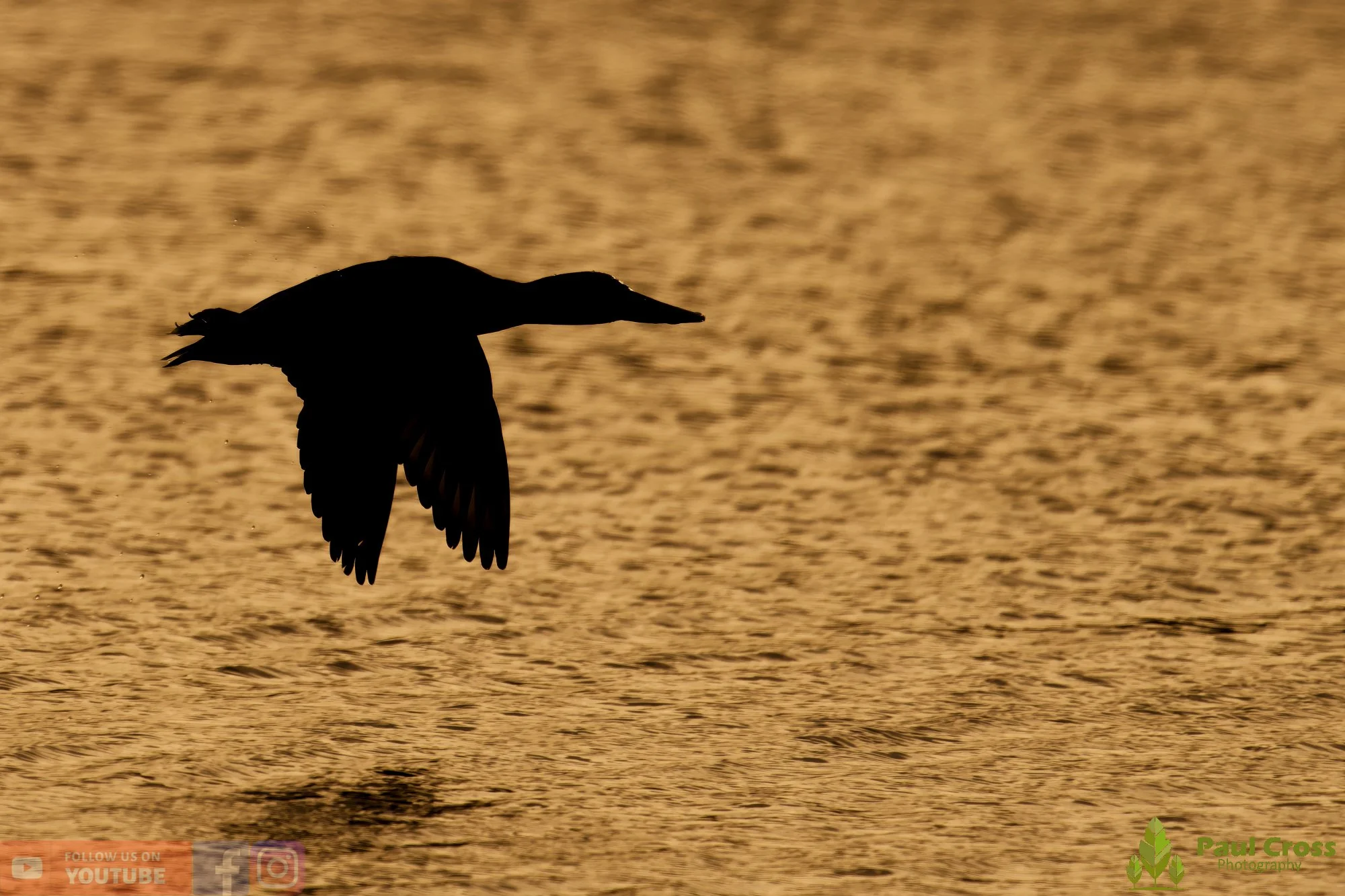 Northern Shoveler-00116.jpg