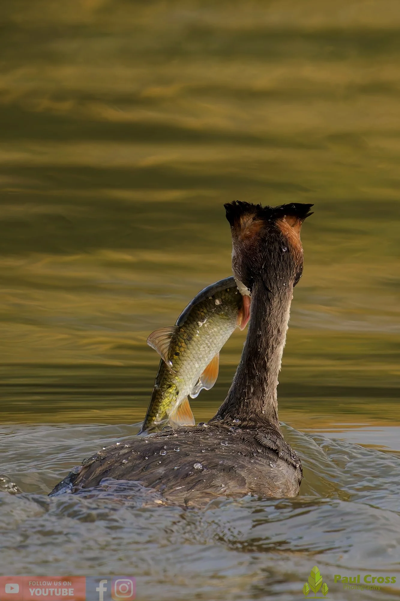 Great Crested Grebe-00991.jpg