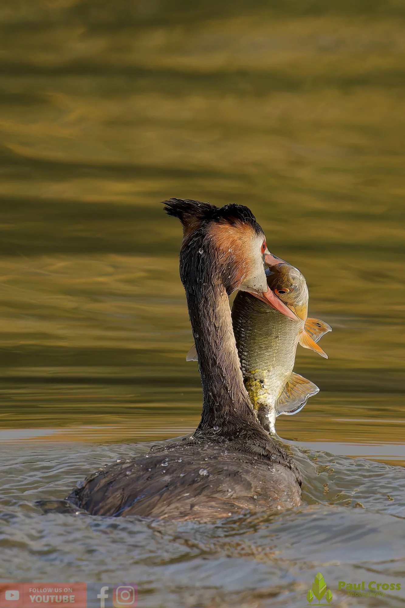 Great Crested Grebe-00992.jpg