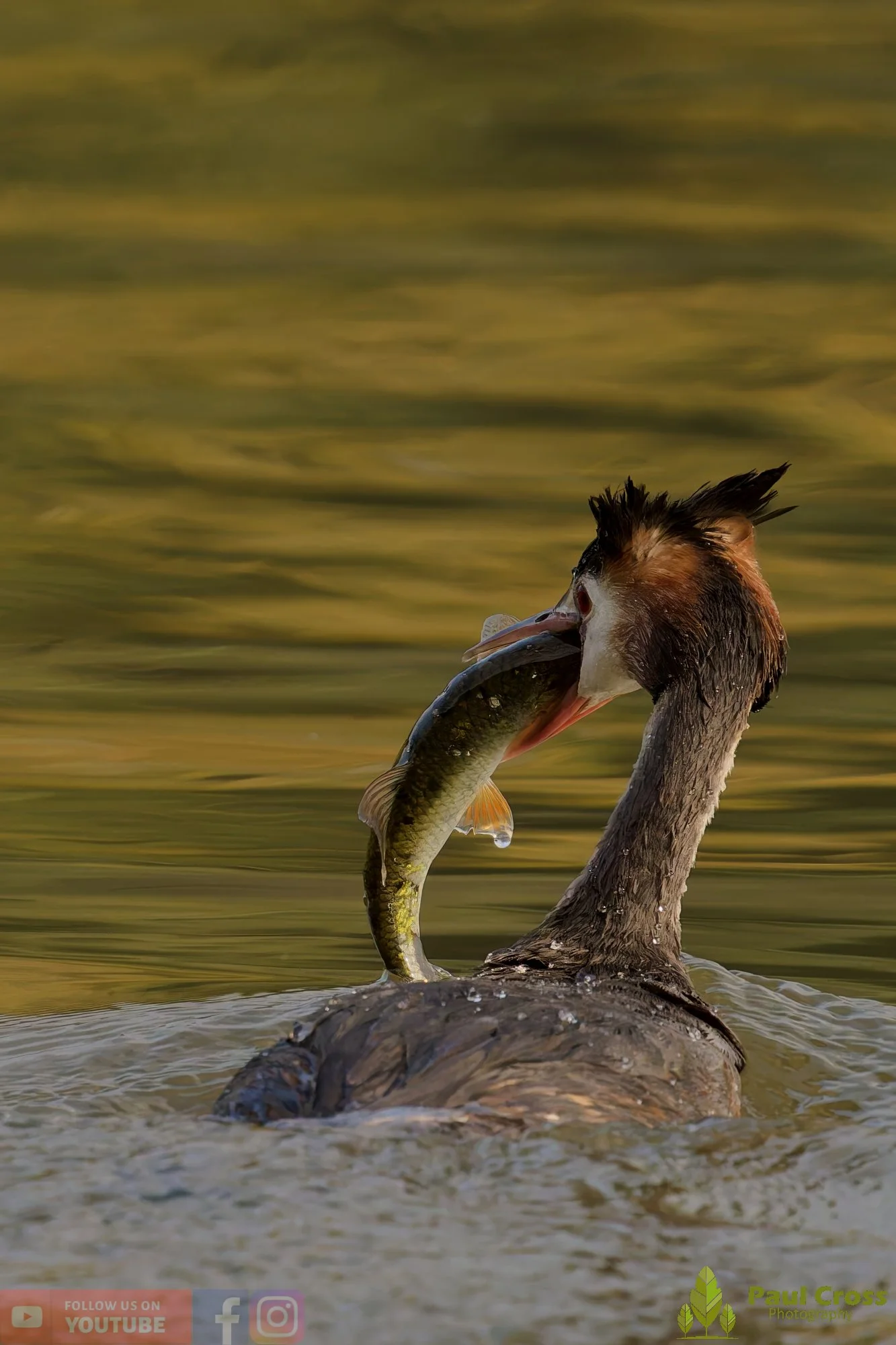Great Crested Grebe-00993.jpg