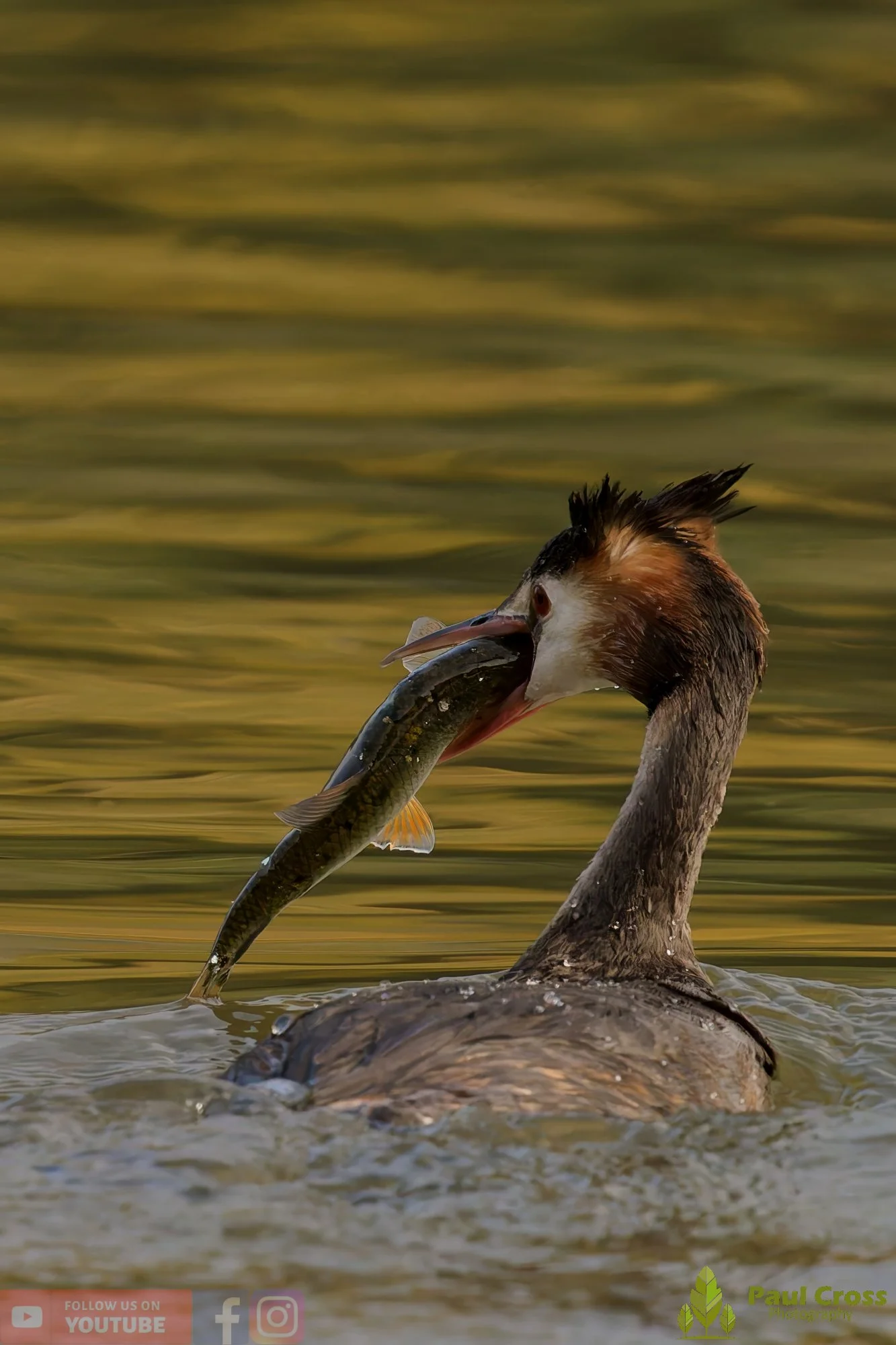 Great Crested Grebe-00994.jpg