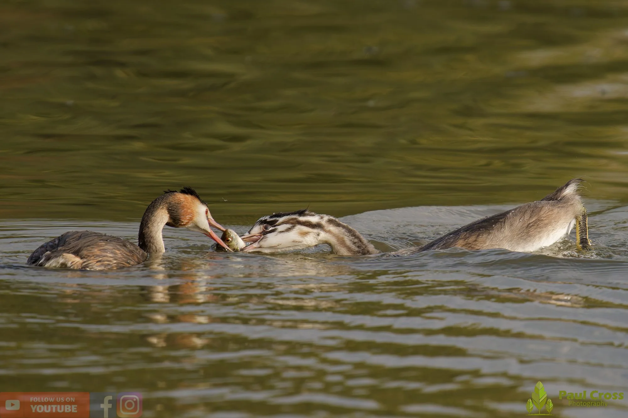 Great Crested Grebe-00996.jpg