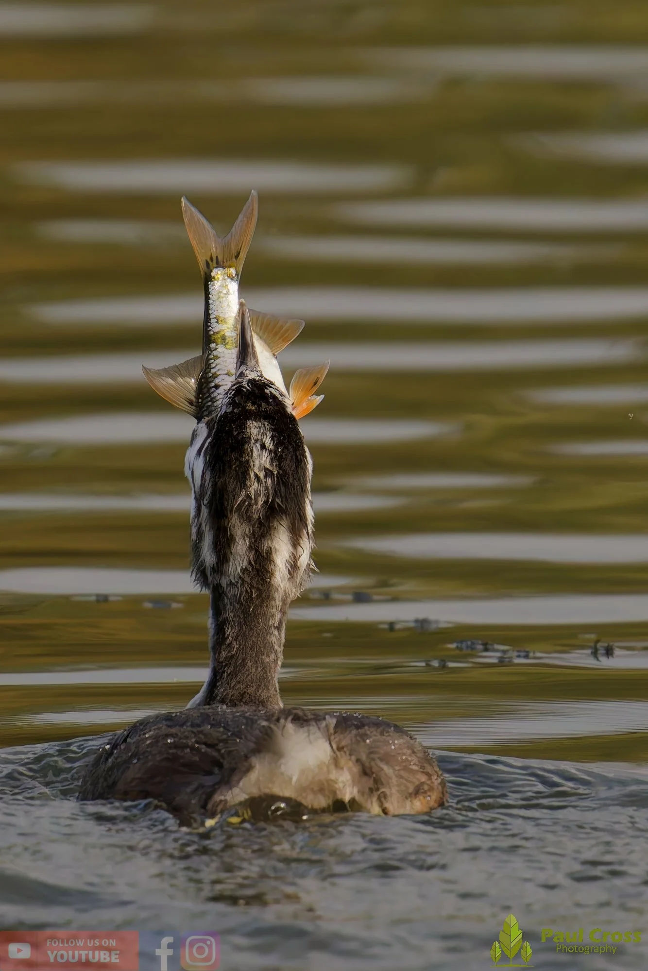 Great Crested Grebe-00997.jpg