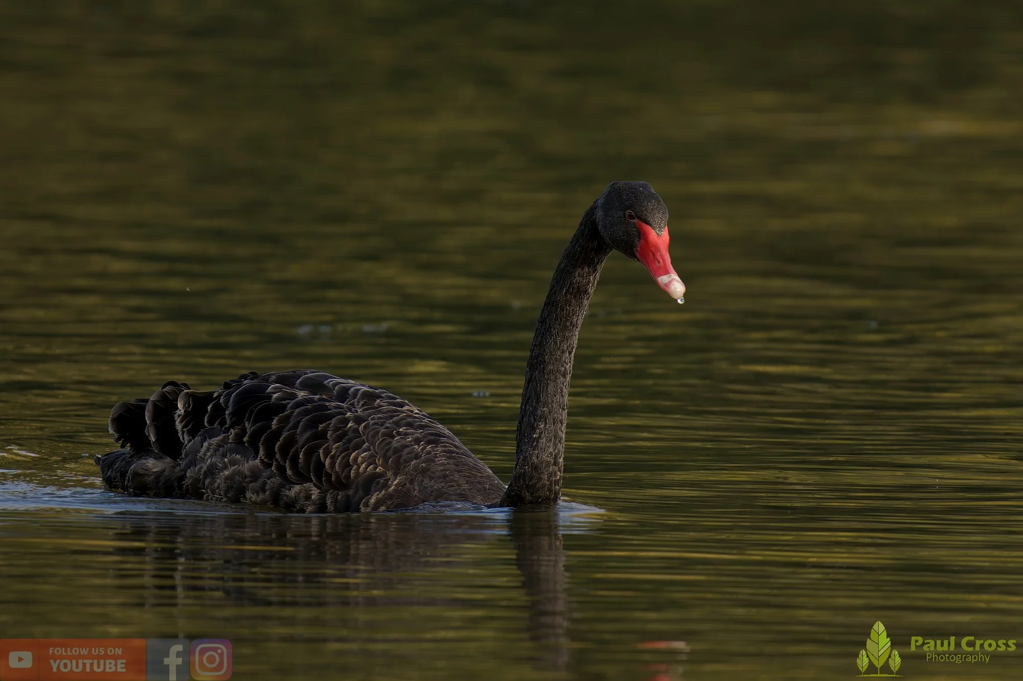 Black Swan-00021.jpg