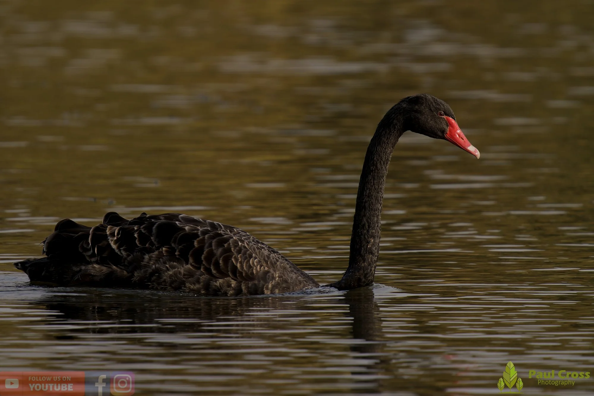 Black Swan-00022.jpg