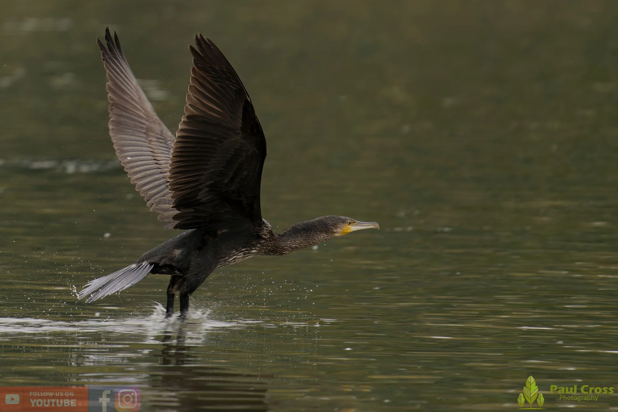 Cormorant-00345.jpg