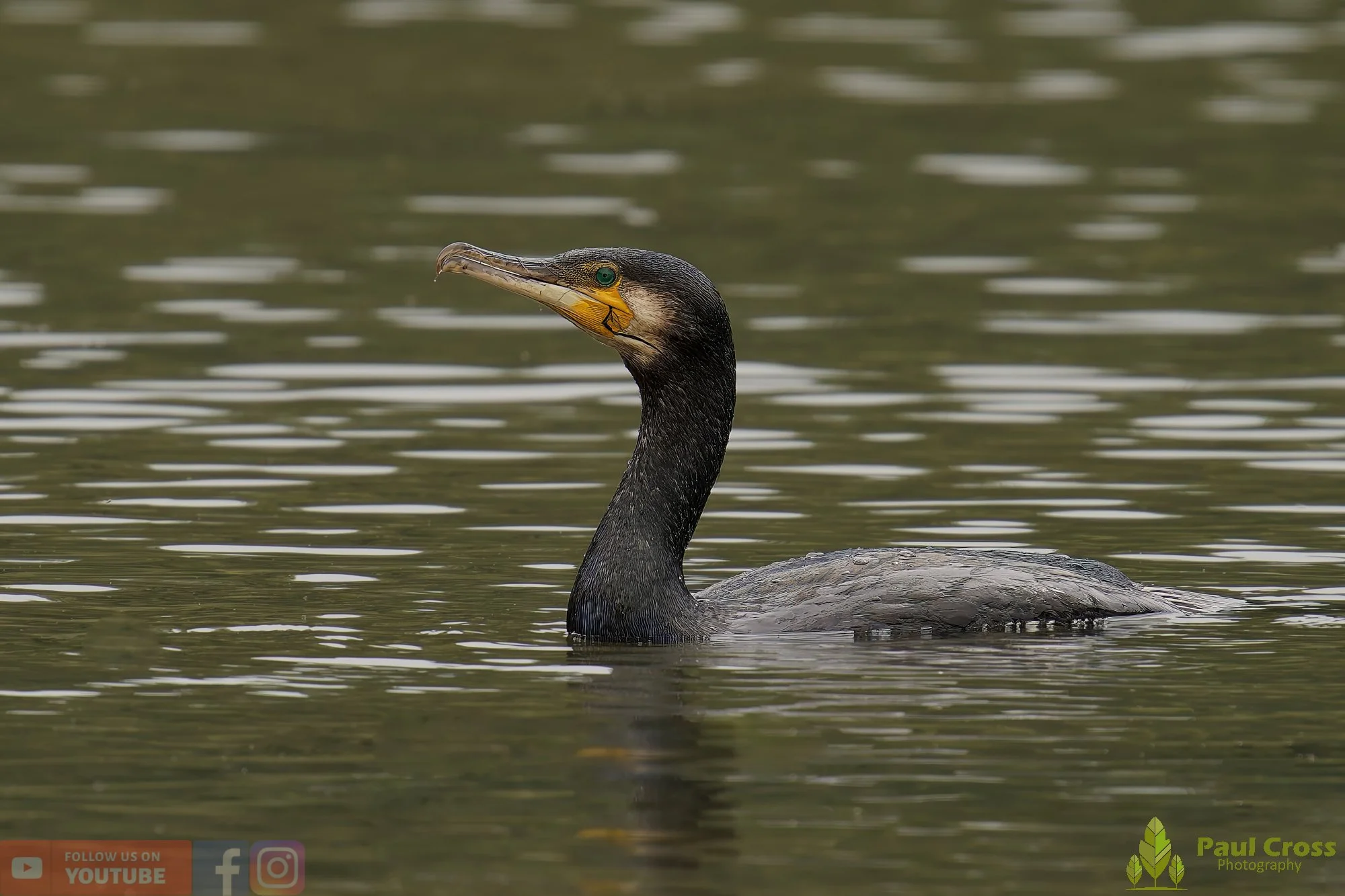 Cormorant-00346.jpg