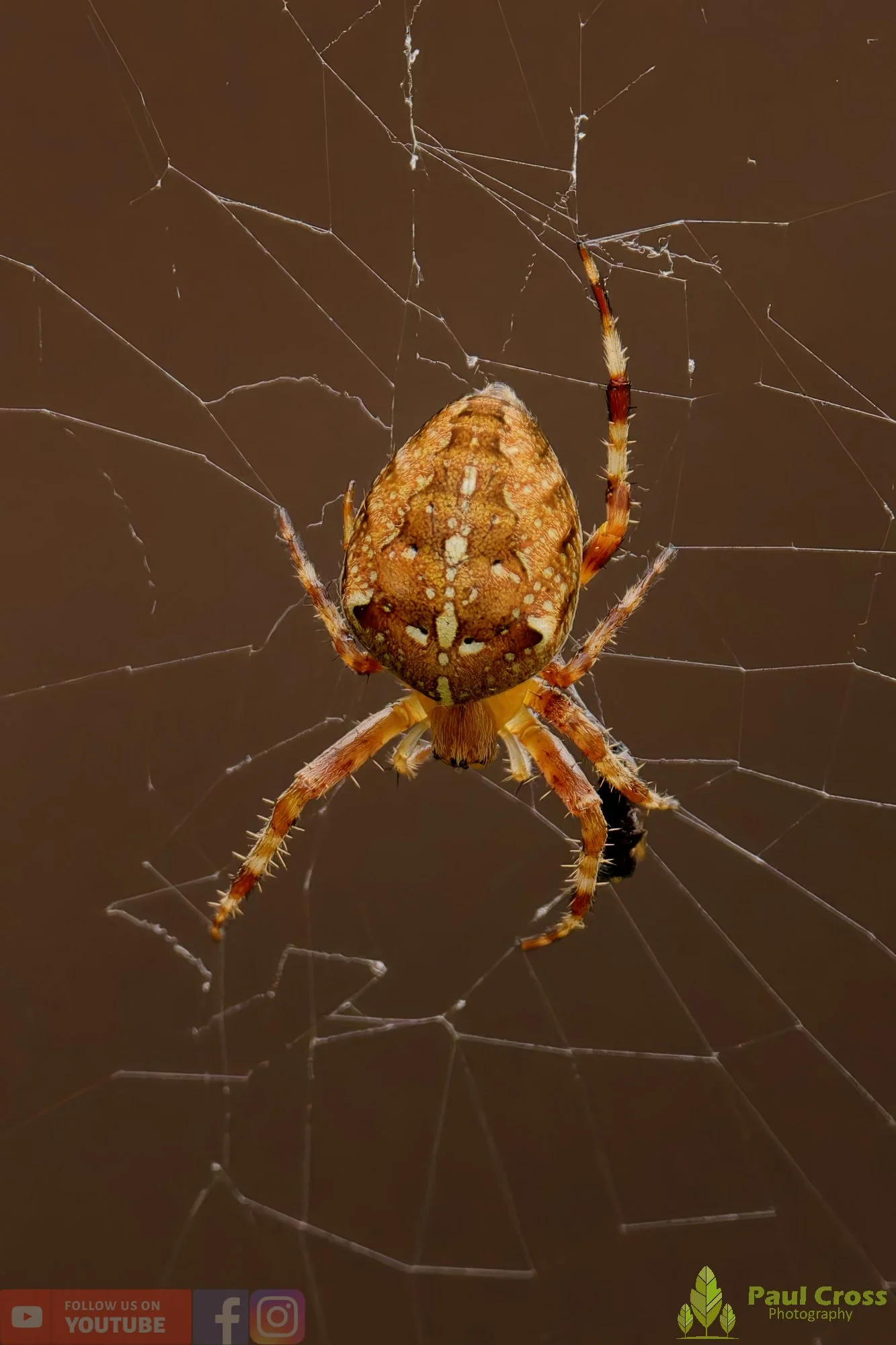 Garden Spider - Araneus Diadematus-00011.jpg