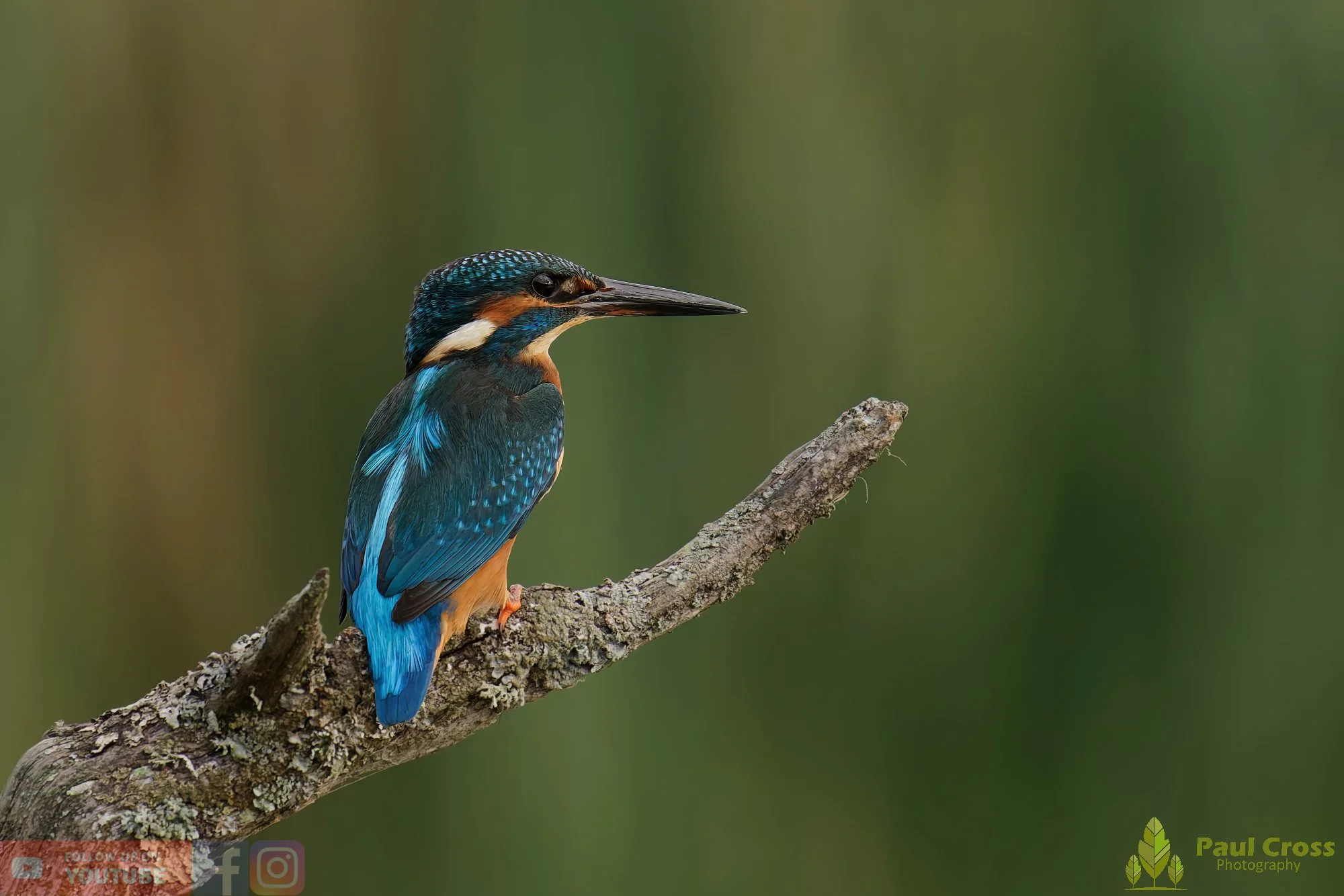 Kingfisher-00597.jpg