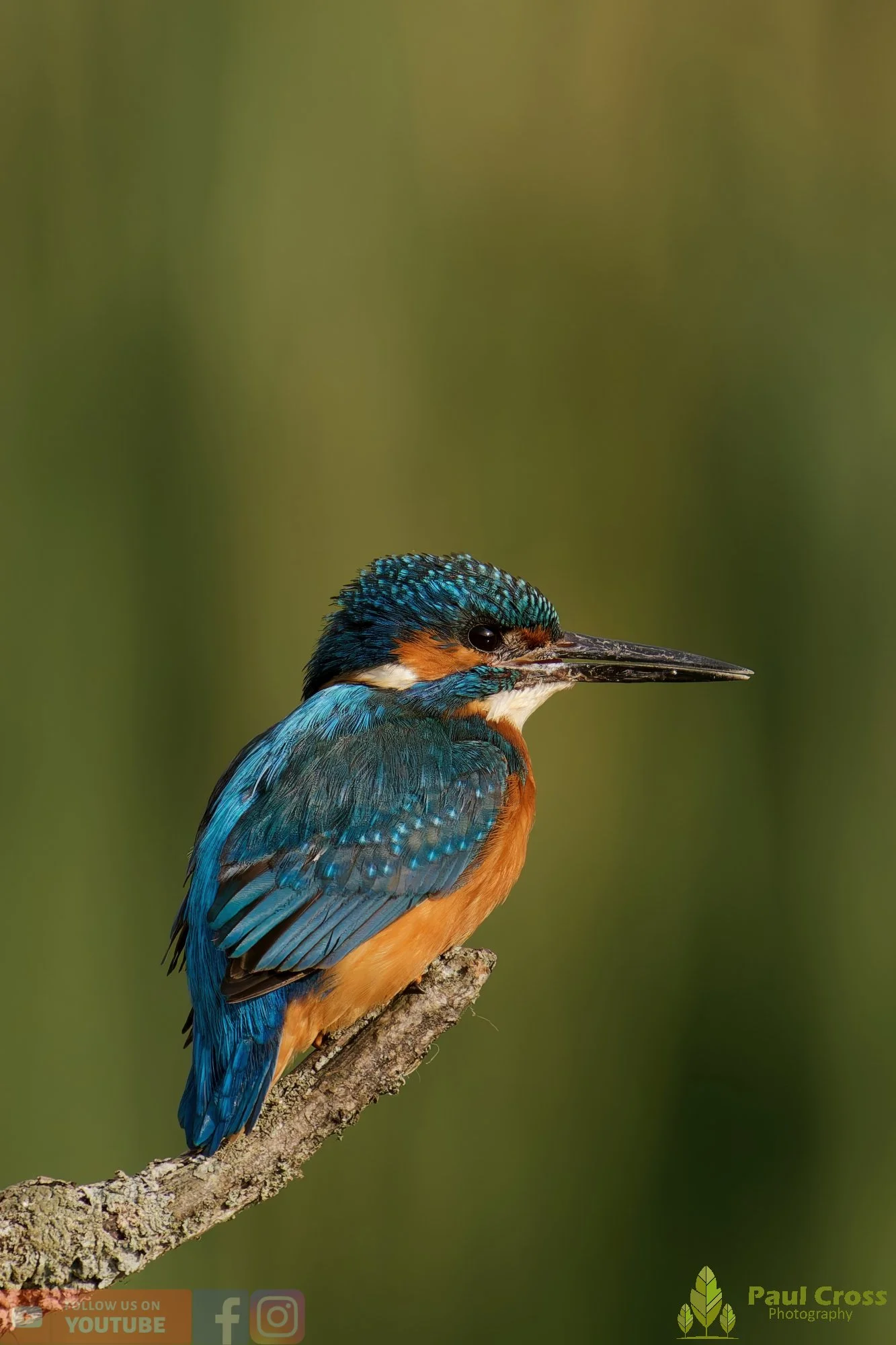 Kingfisher-00598.jpg