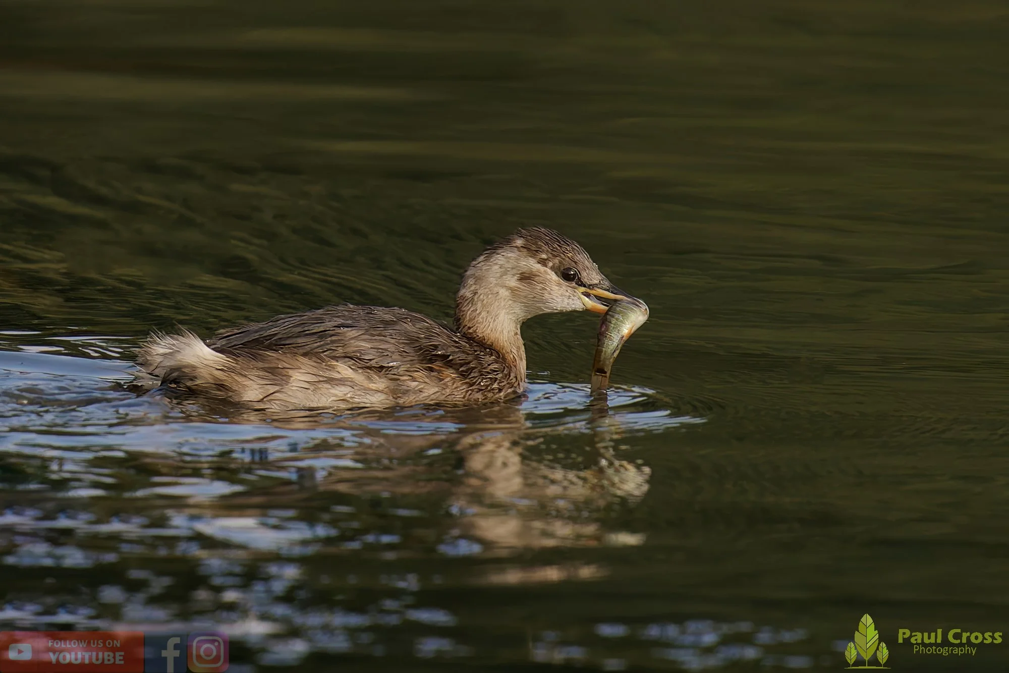 Little Grebe-00335.jpg