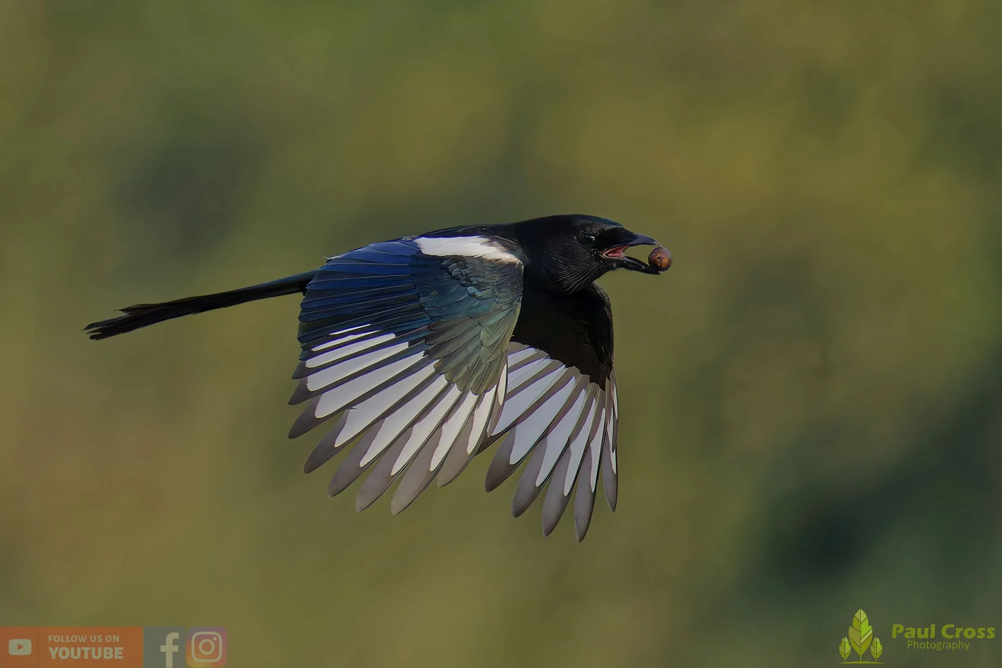 Magpie-00075.jpg
