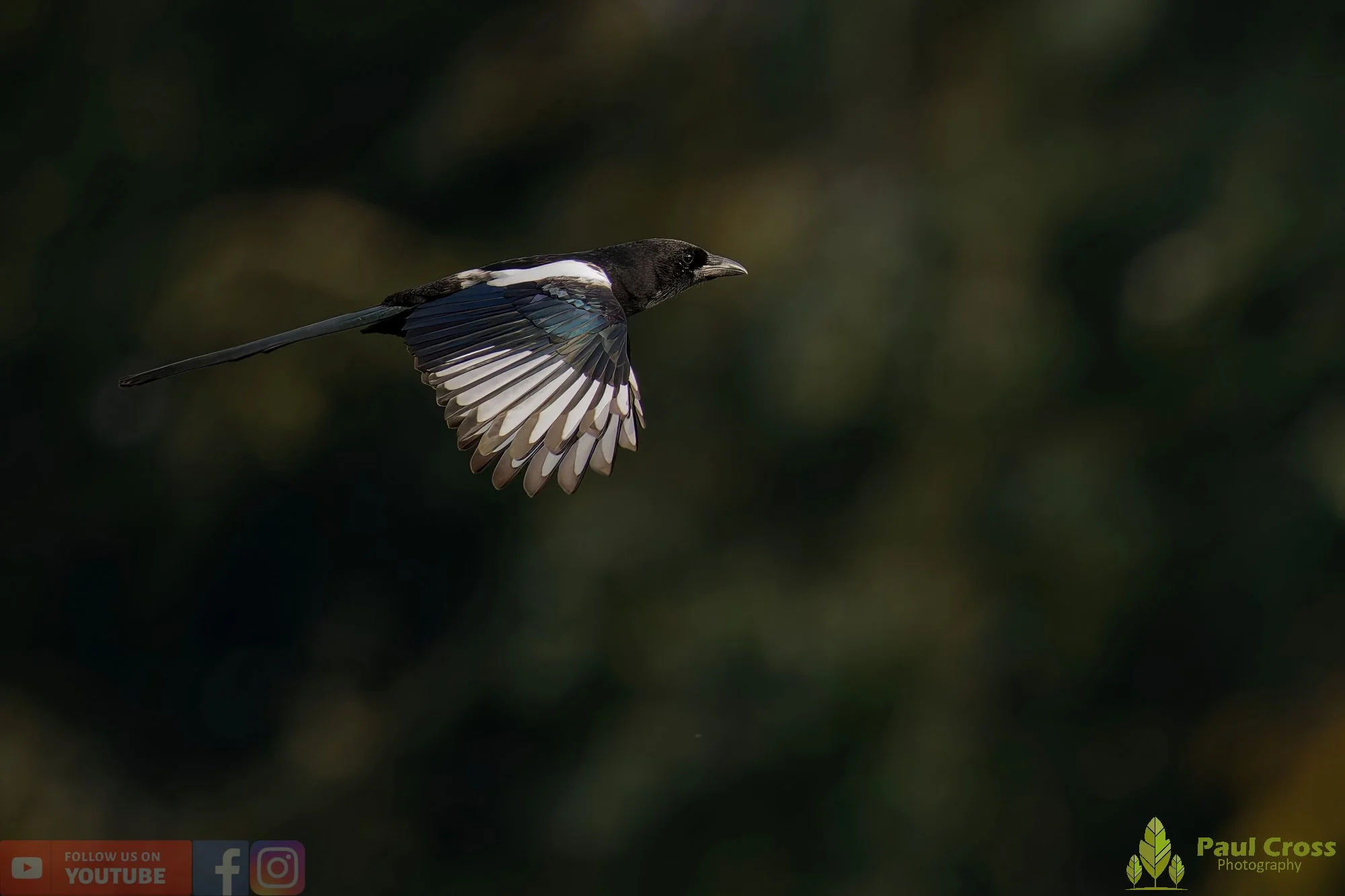 Magpie-00076.jpg