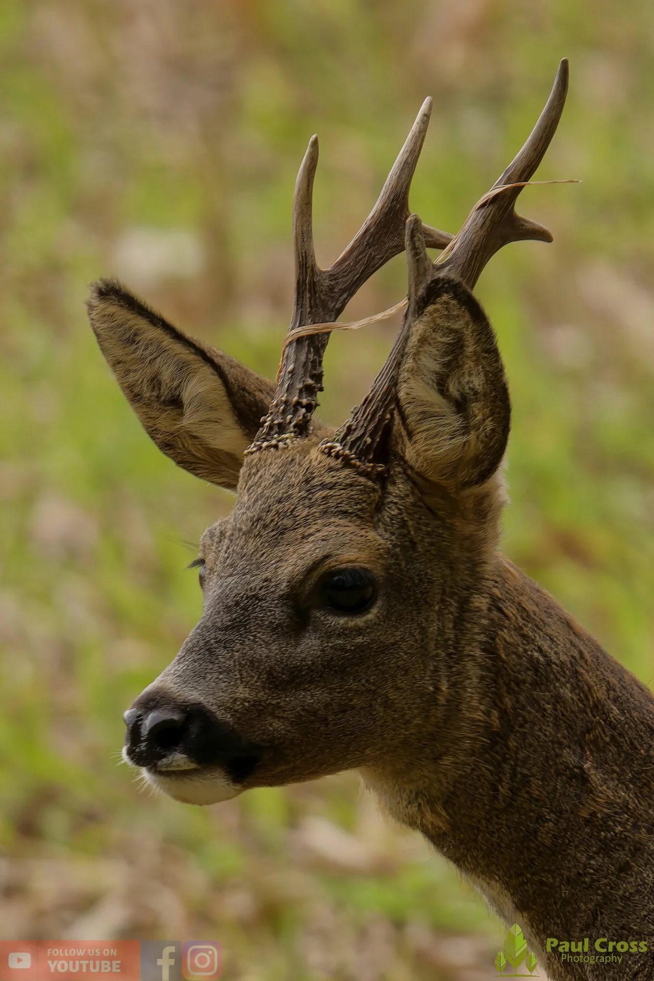 Roe Deer-00008.jpg