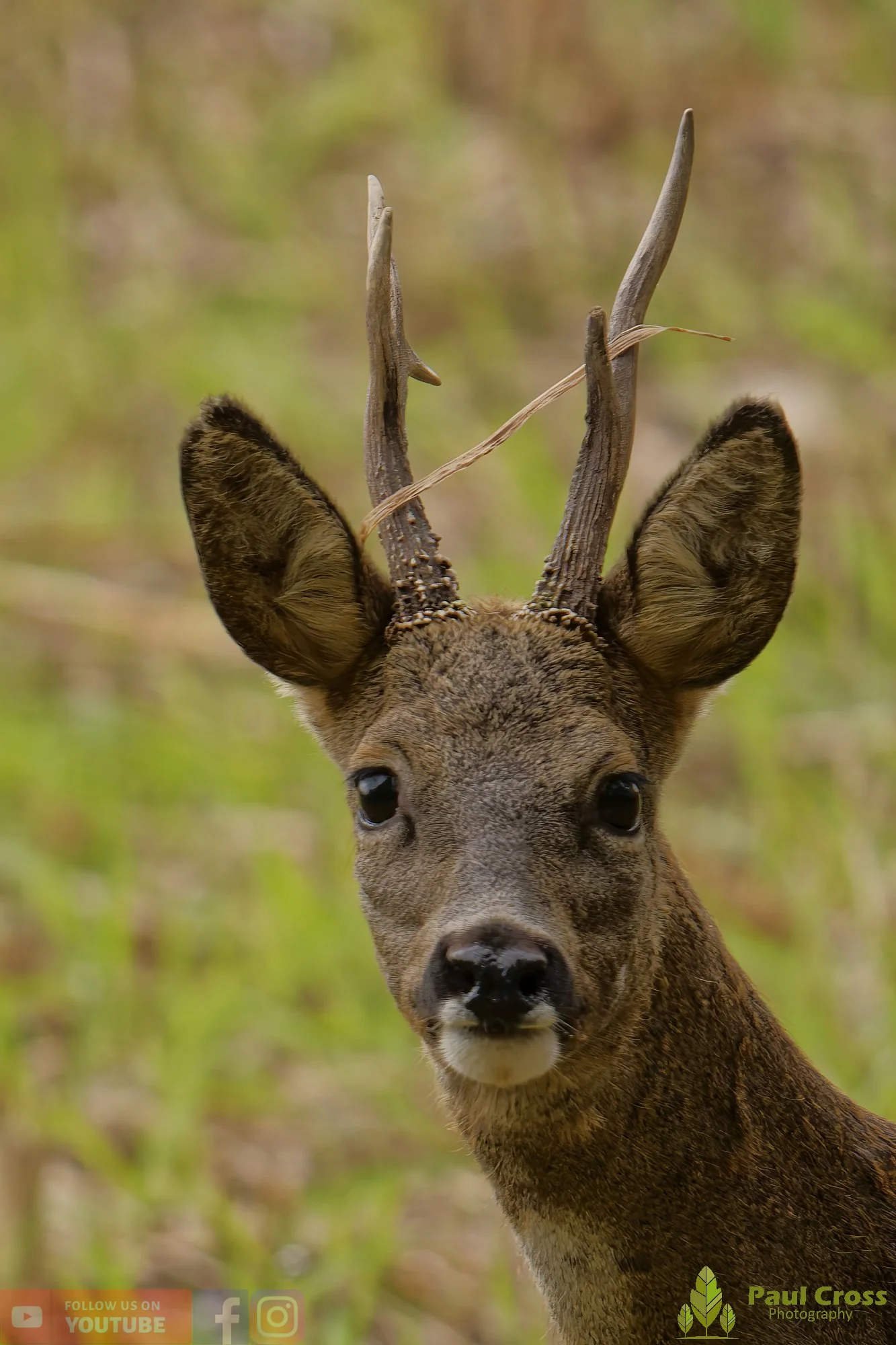 Roe Deer-00009.jpg