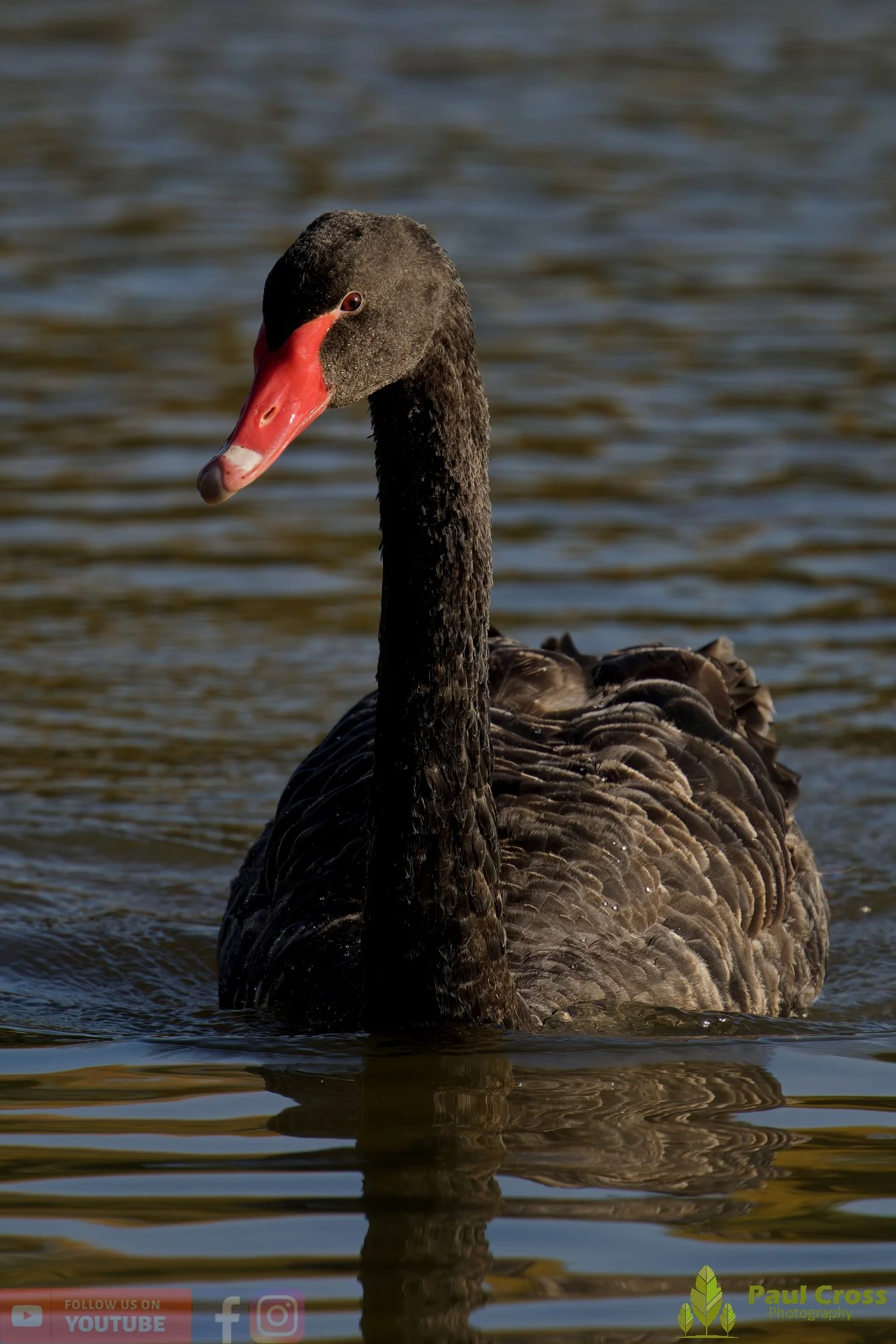 Black Swan-00024.jpg