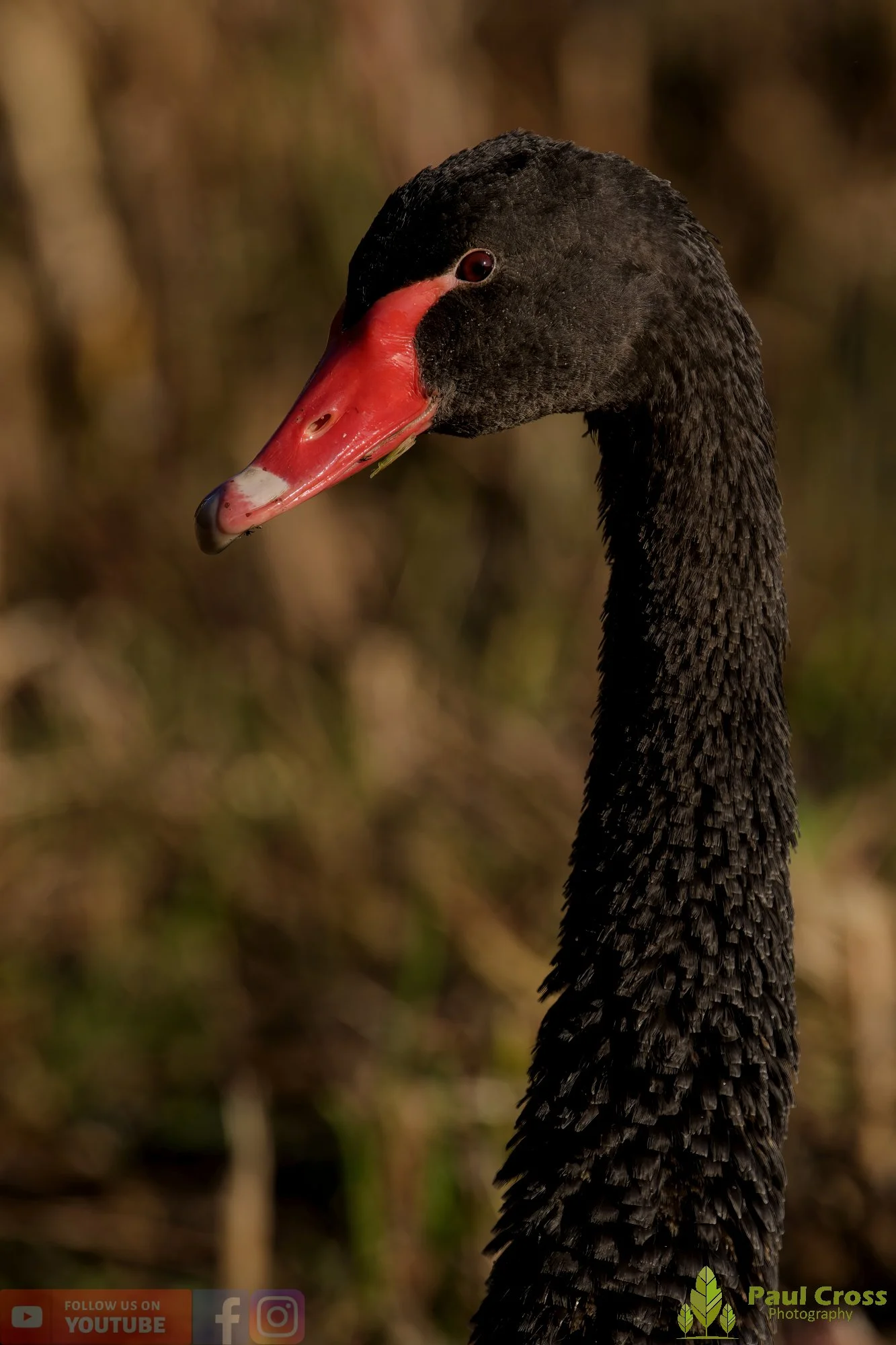 Black Swan-00027.jpg