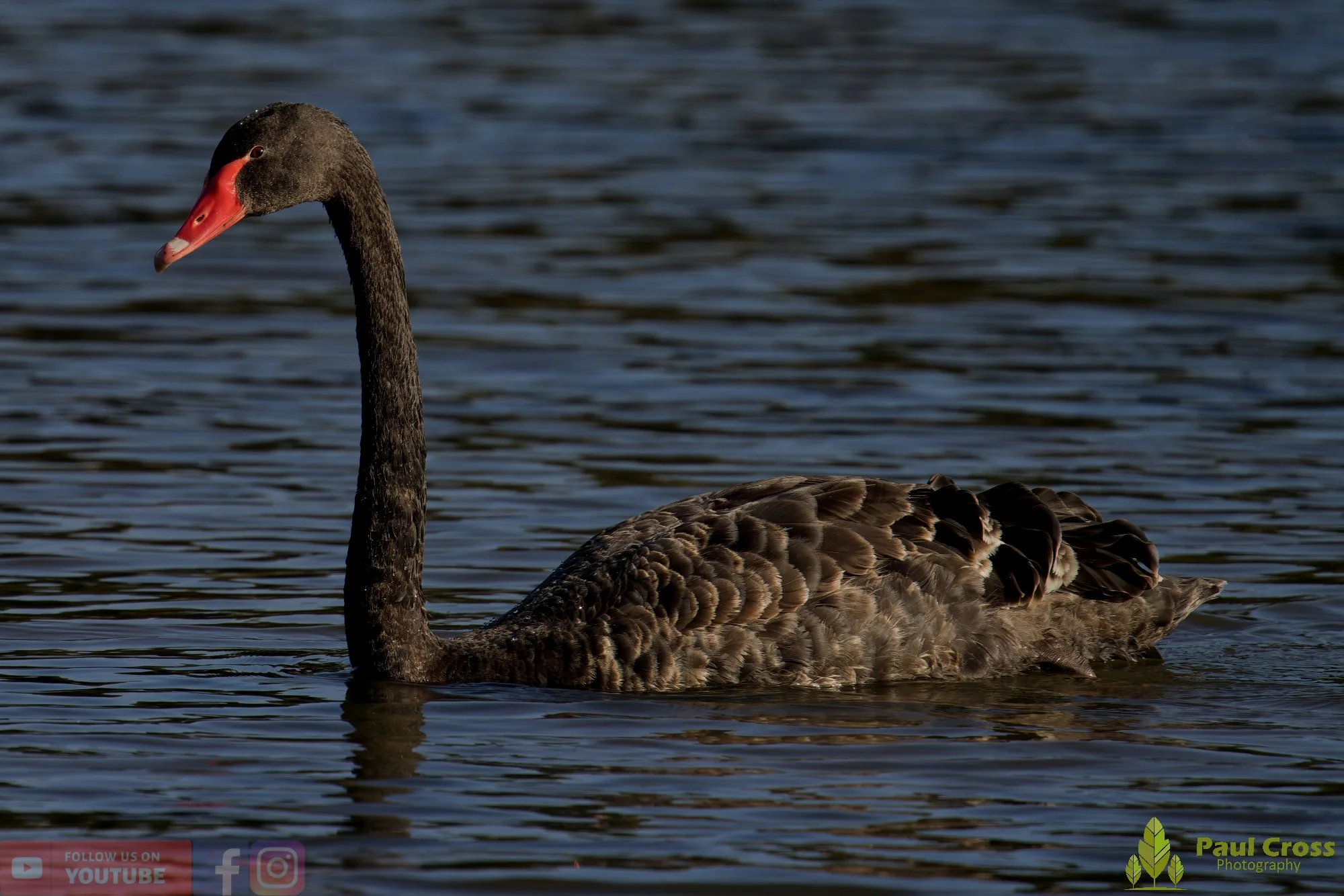 Black Swan-00028.jpg