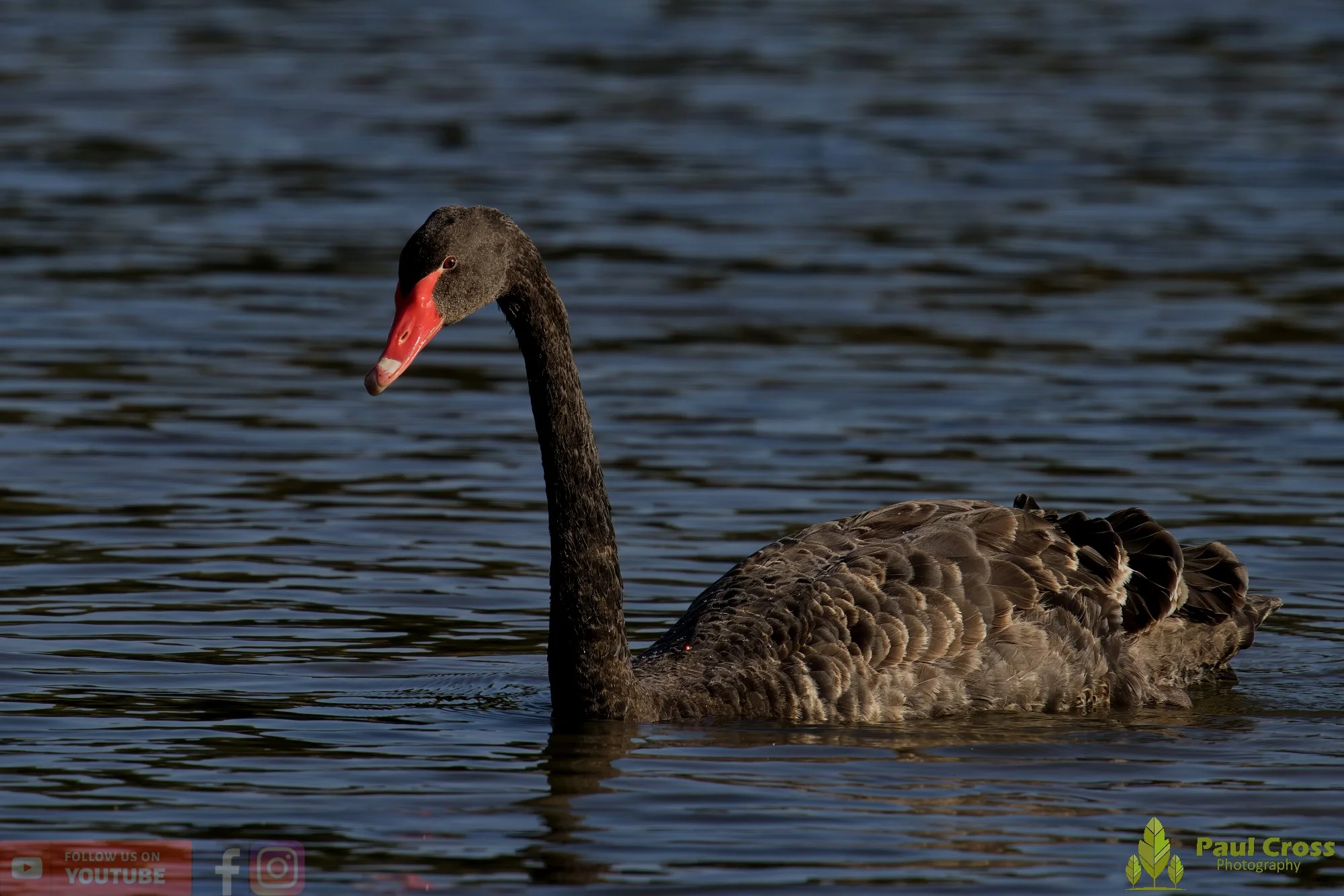 Black Swan-00029.jpg