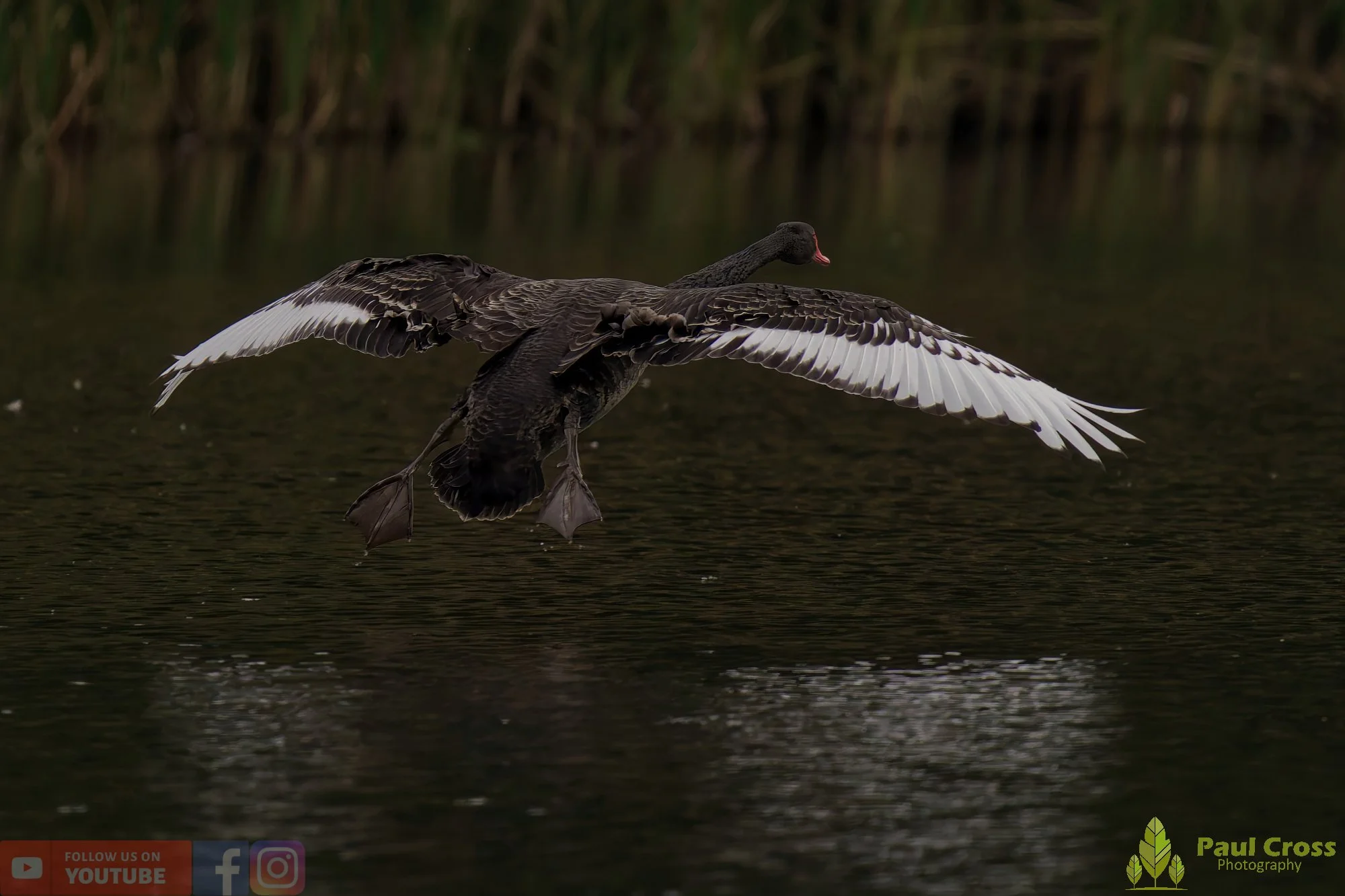 Black Swan-00030.jpg