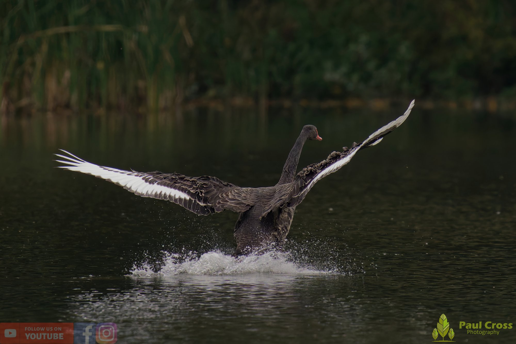 Black Swan-00031.jpg