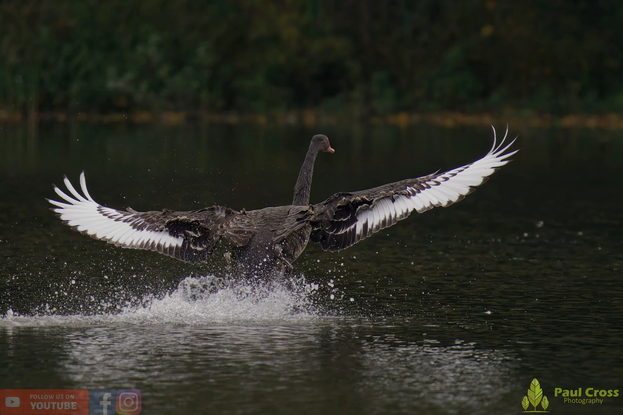 Black Swan-00032.jpg