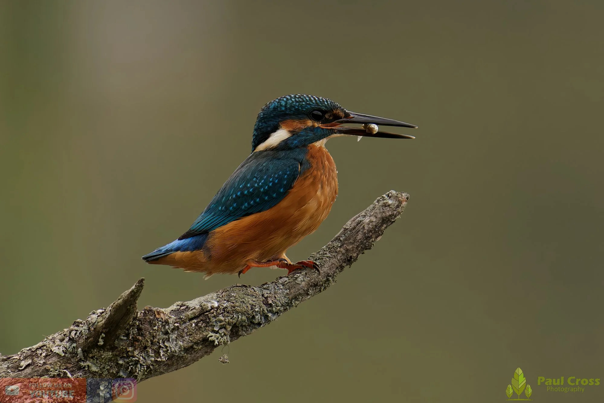 Kingfisher-00599.jpg