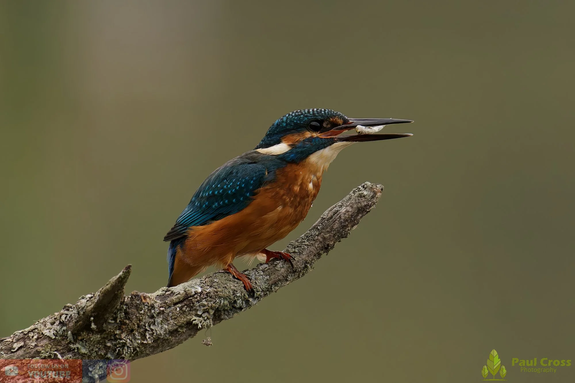 Kingfisher-00600.jpg