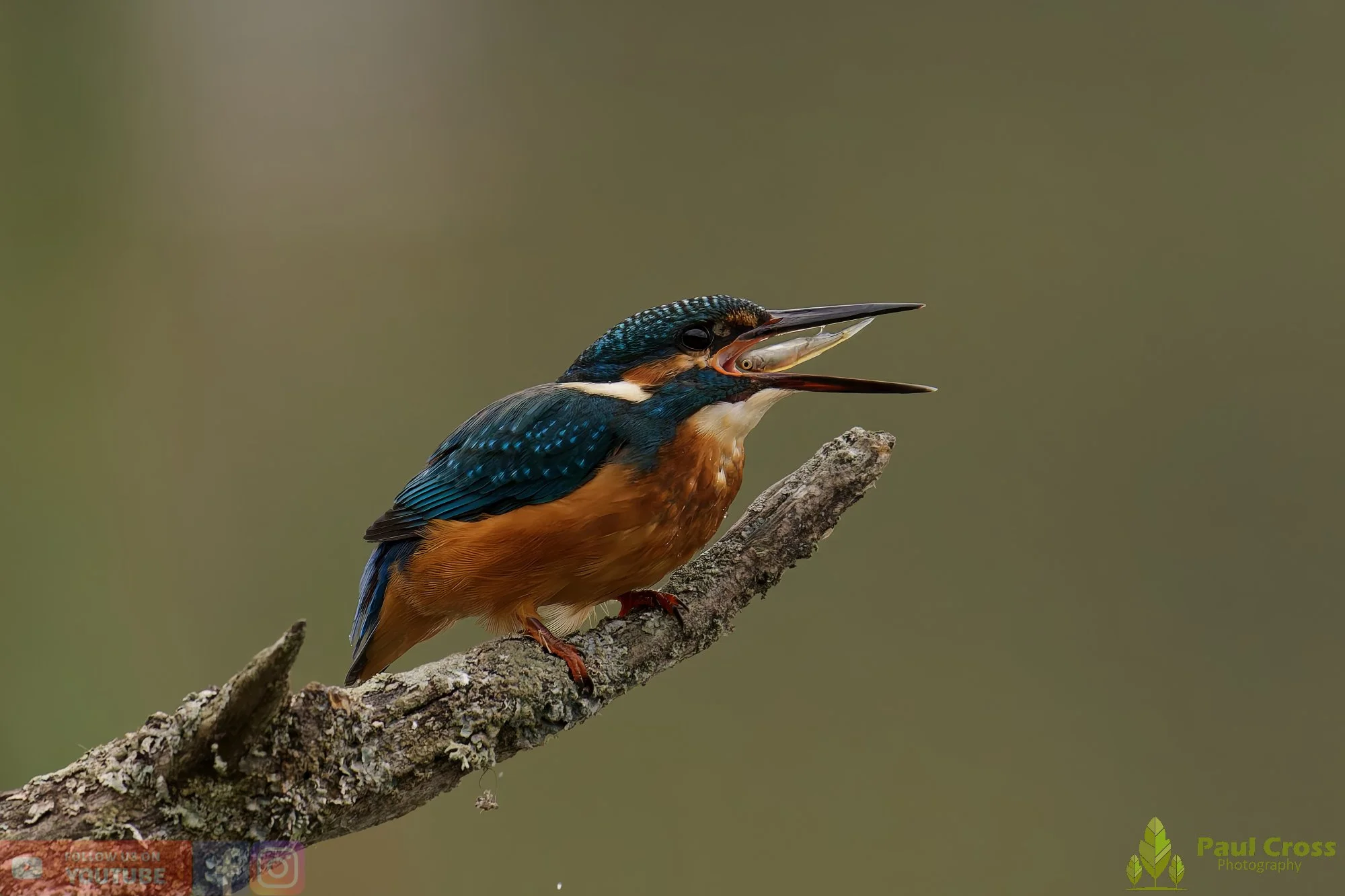 Kingfisher-00601.jpg