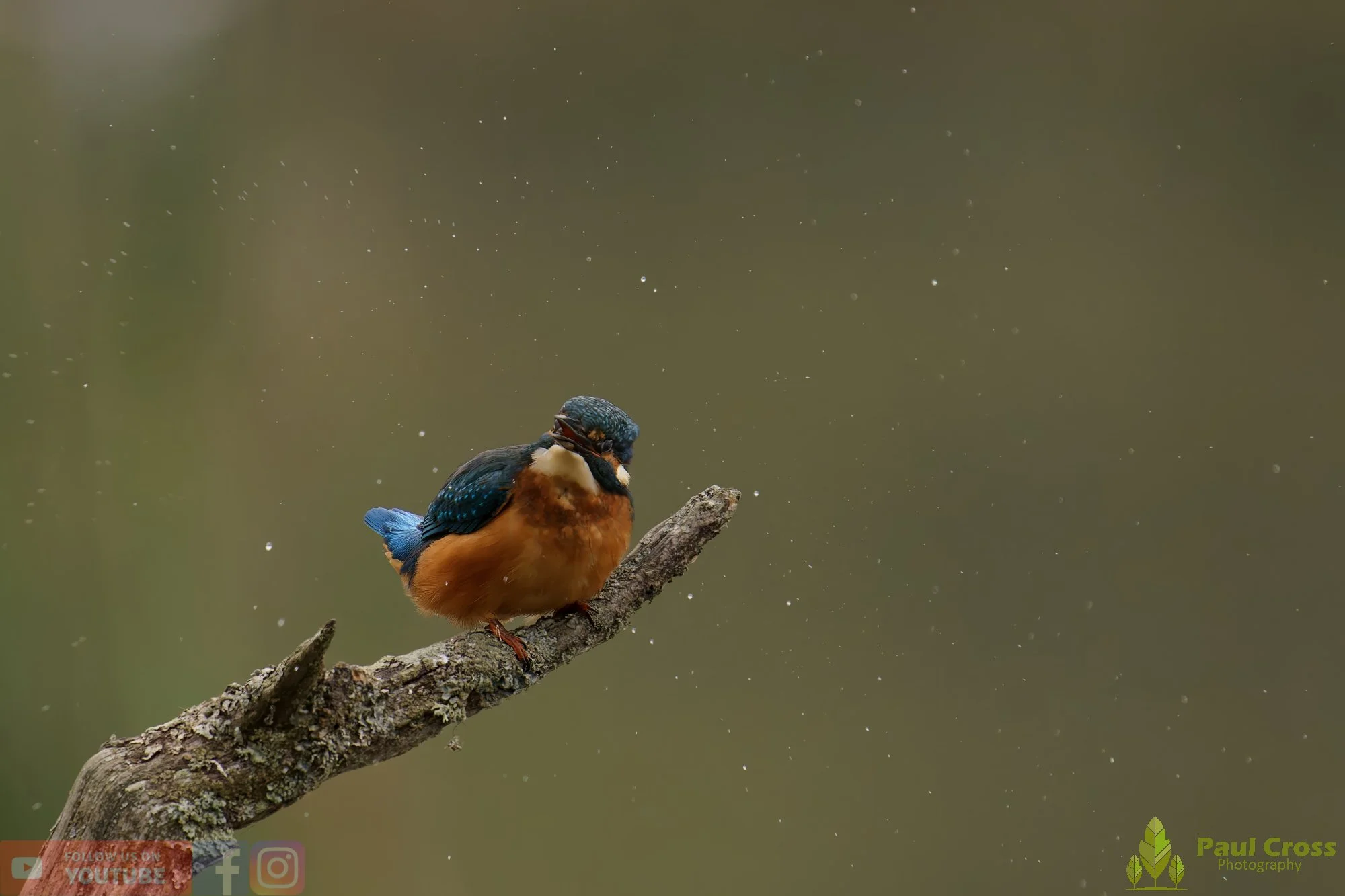 Kingfisher-00602.jpg