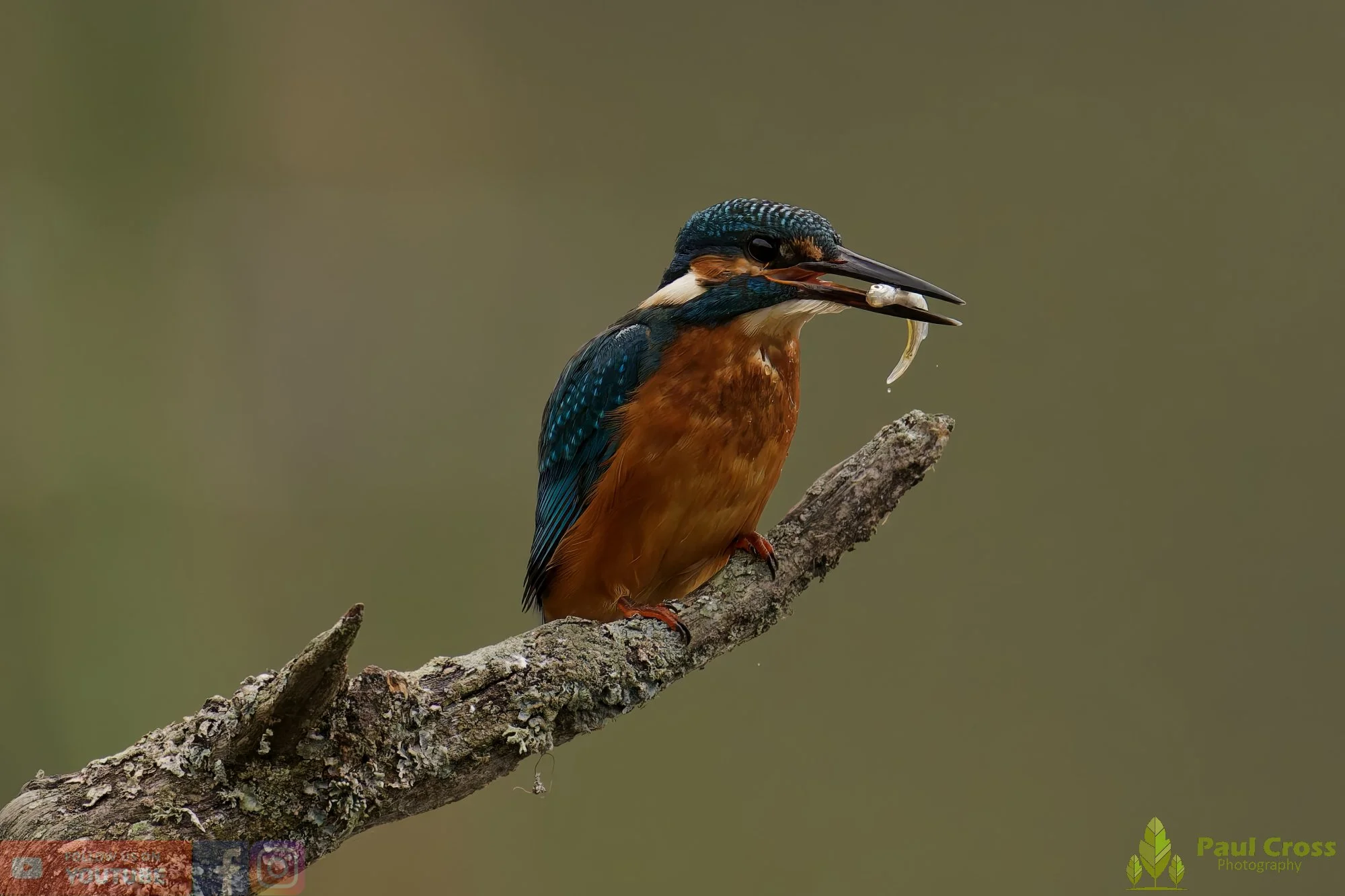 Kingfisher-00603.jpg