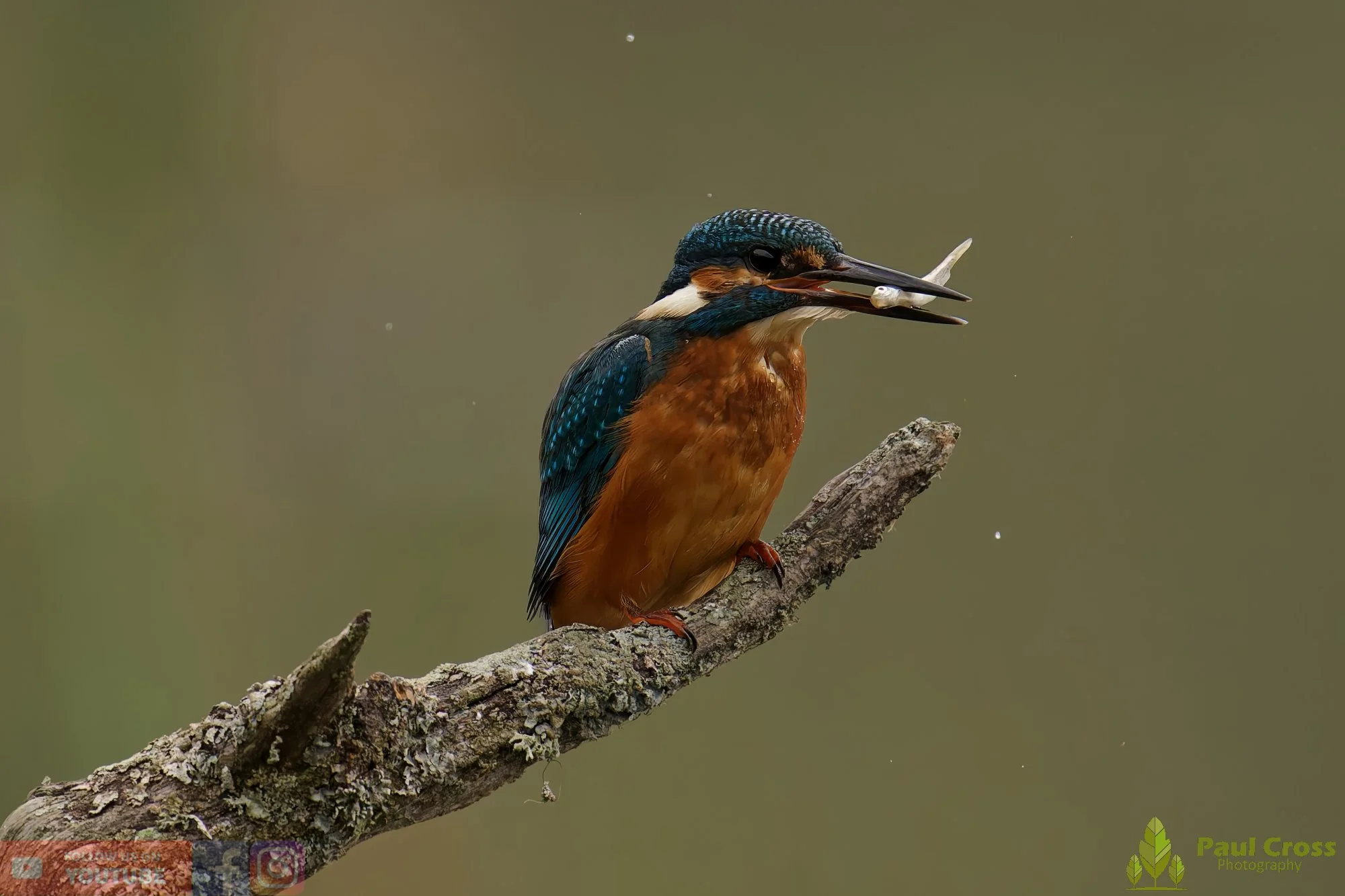 Kingfisher-00604.jpg