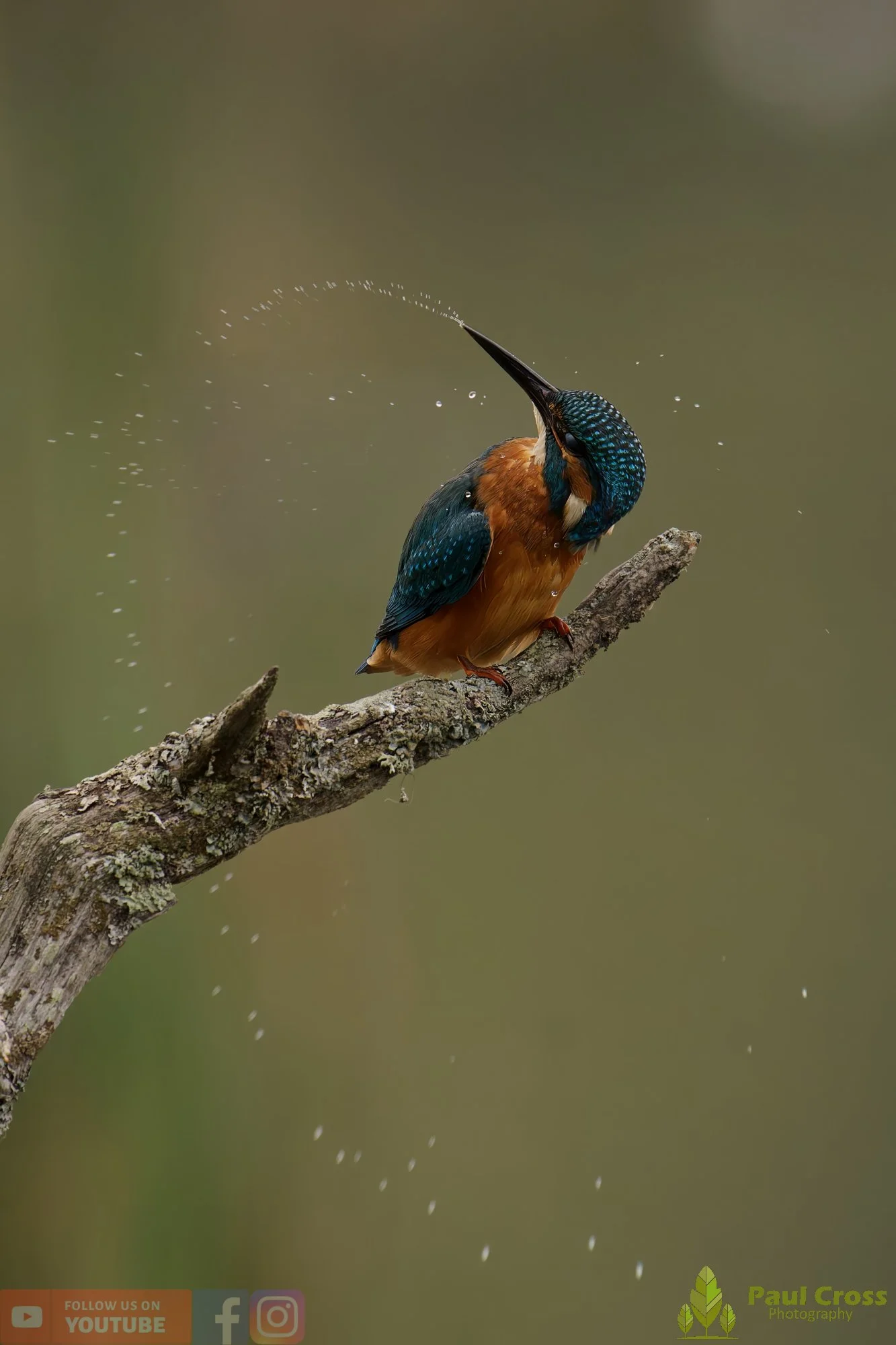 Kingfisher-00606.jpg