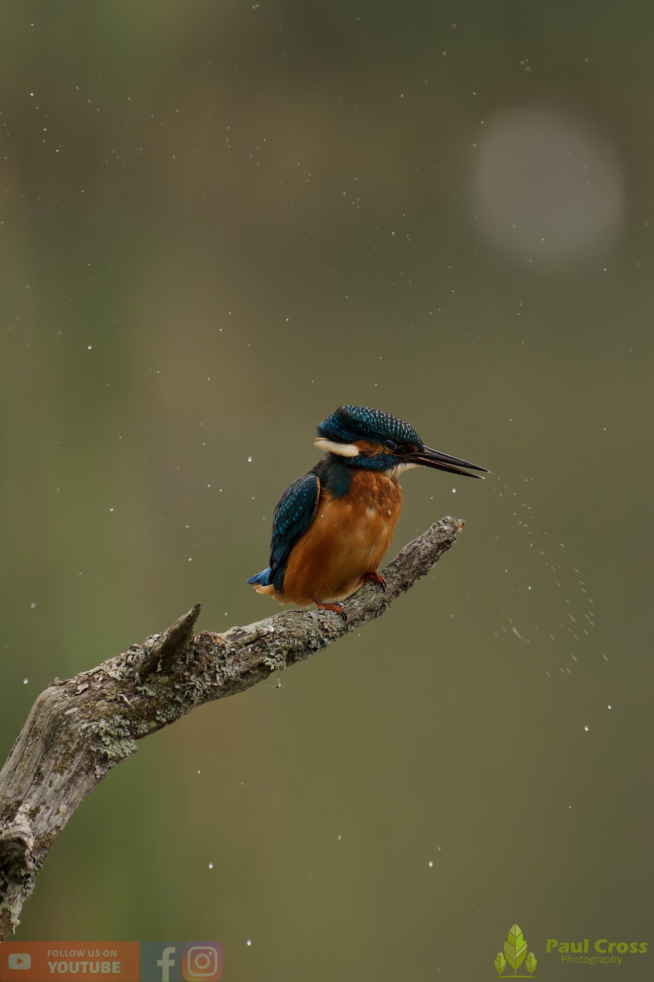 Kingfisher-00607.jpg