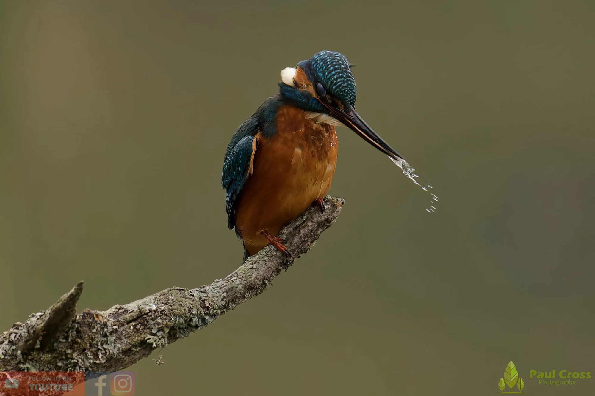 Kingfisher-00608.jpg