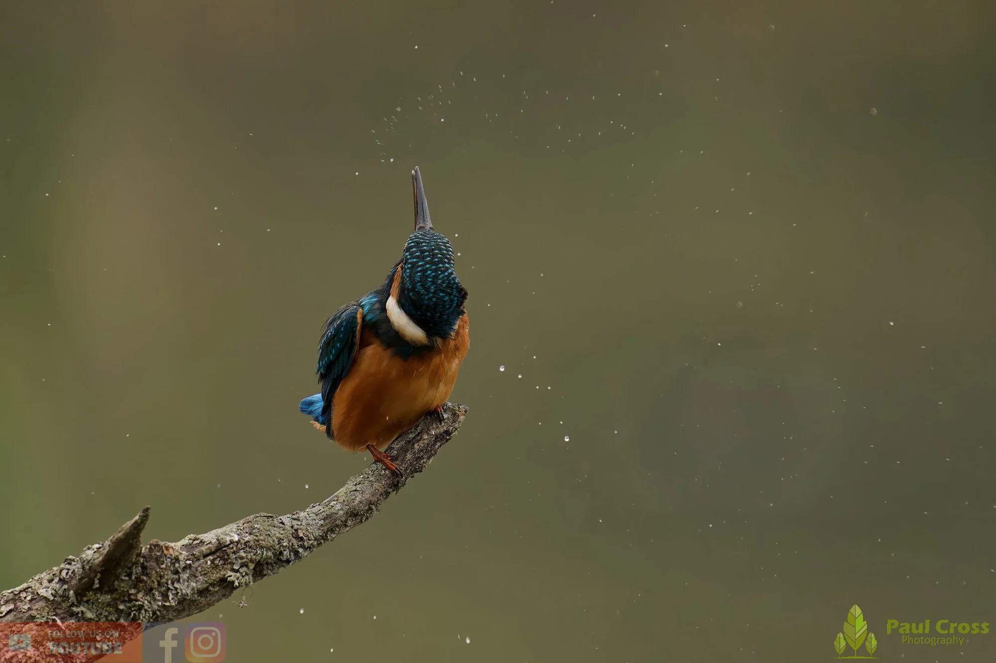 Kingfisher-00609.jpg