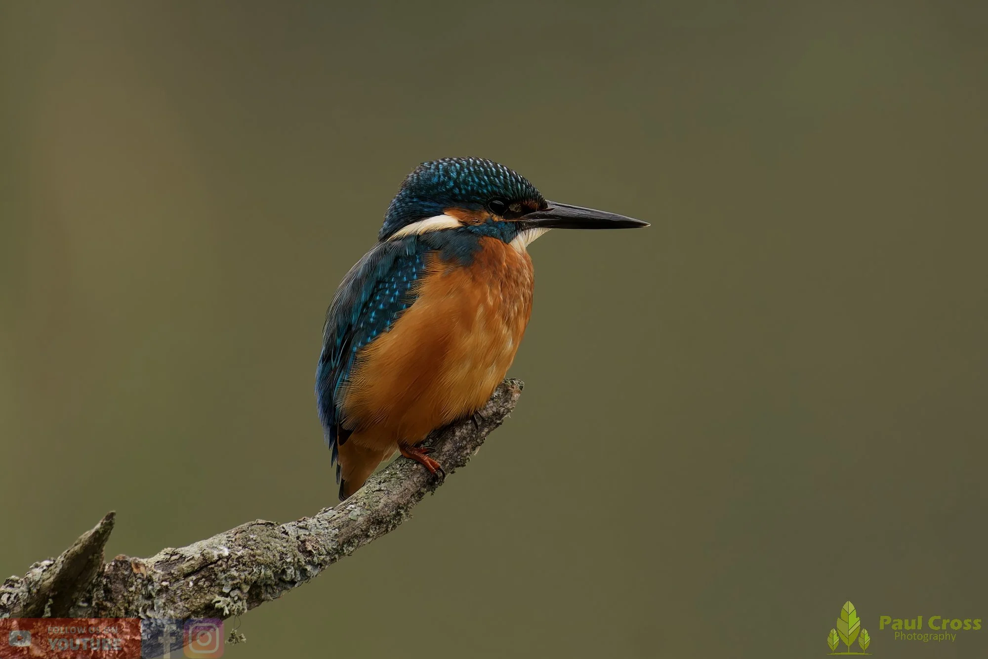 Kingfisher-00610.jpg